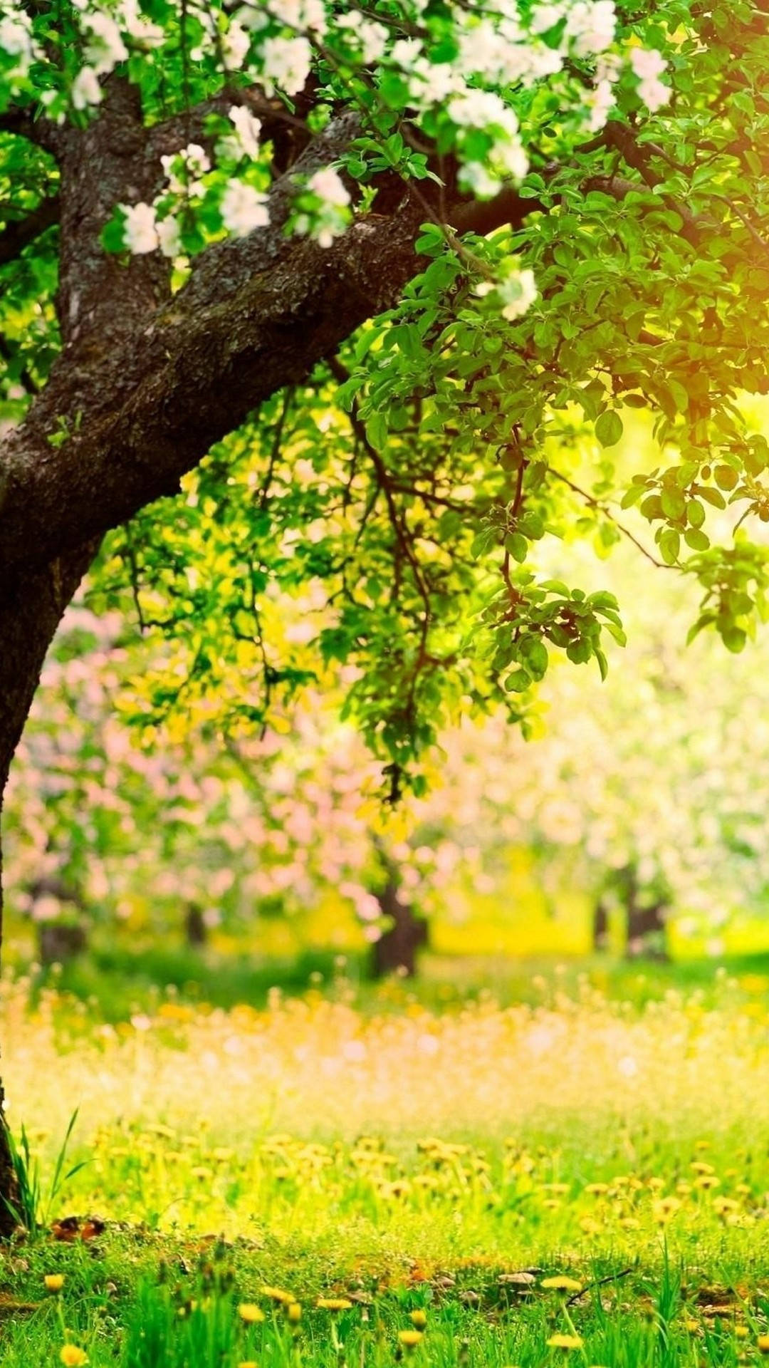 Cute Spring Phone, blossoming tree, white flowers, Full HD Phone Wallpaper