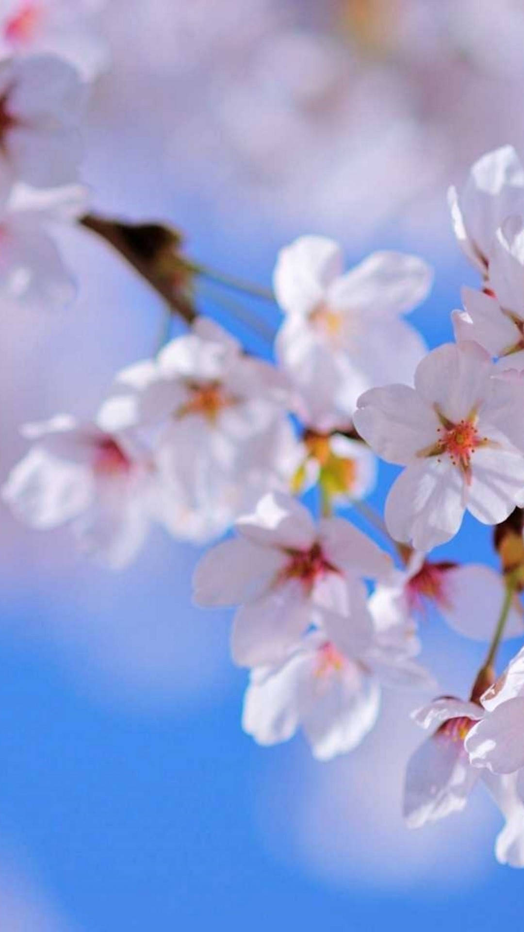 Cute Spring Phone, soft pink cherry blossoms, vibrant blue sky, Full HD Phone Wallpaper