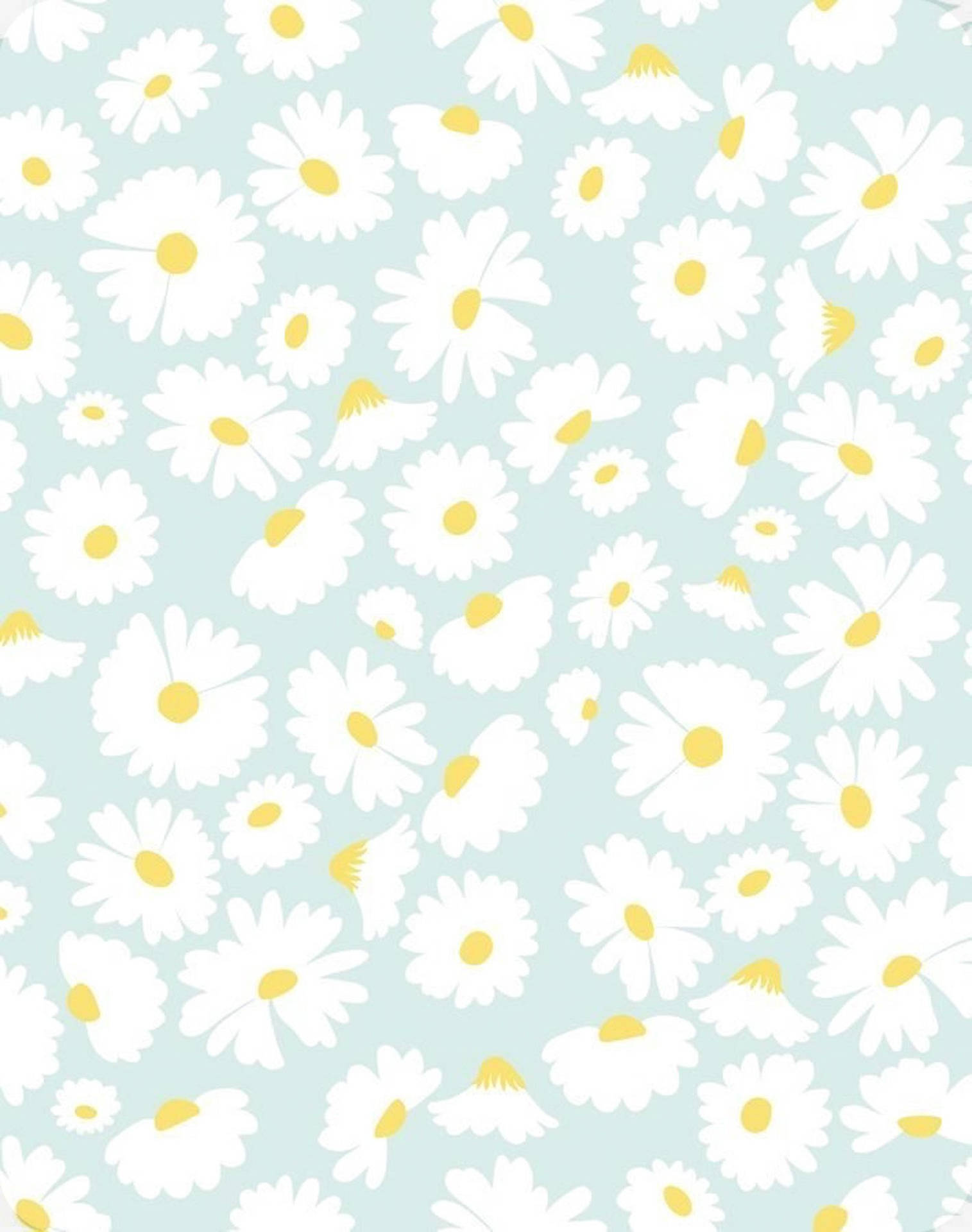white daisies, yellow centers, soft mint green background, Full HD Phone Wallpaper