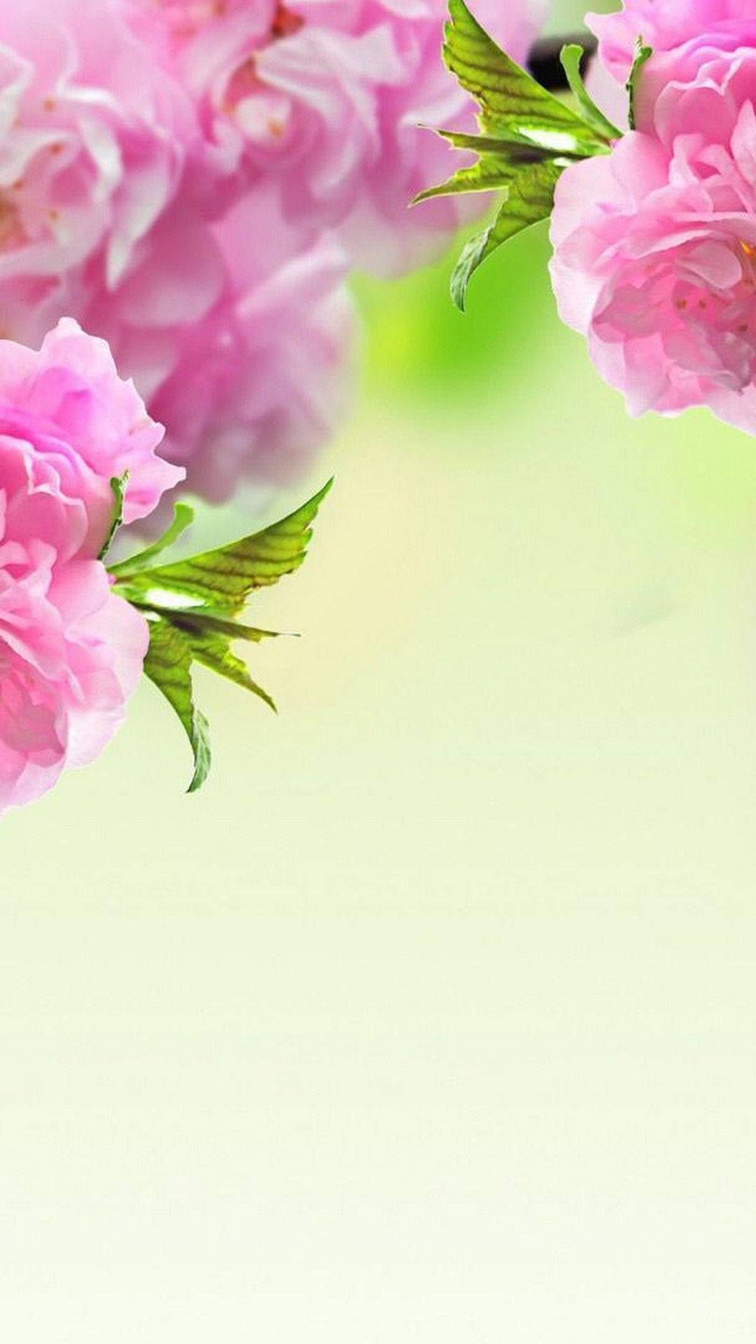 Cute Spring Phone, soft pink blossoms, green leaves, Full HD Phone Wallpaper