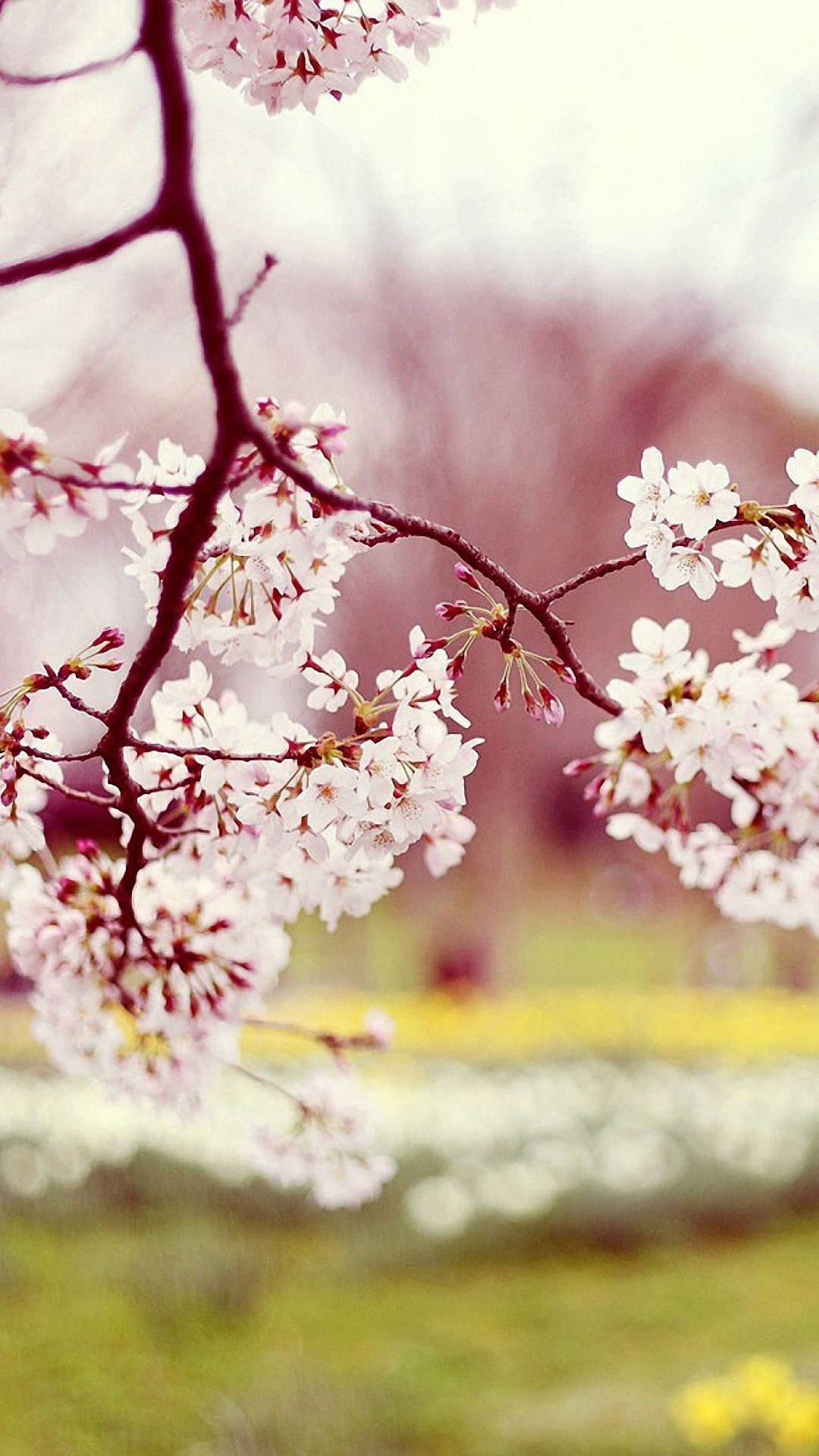 pink cherry blossoms, dark branches, soft blurred garden backdrop, Full HD Phone Wallpaper