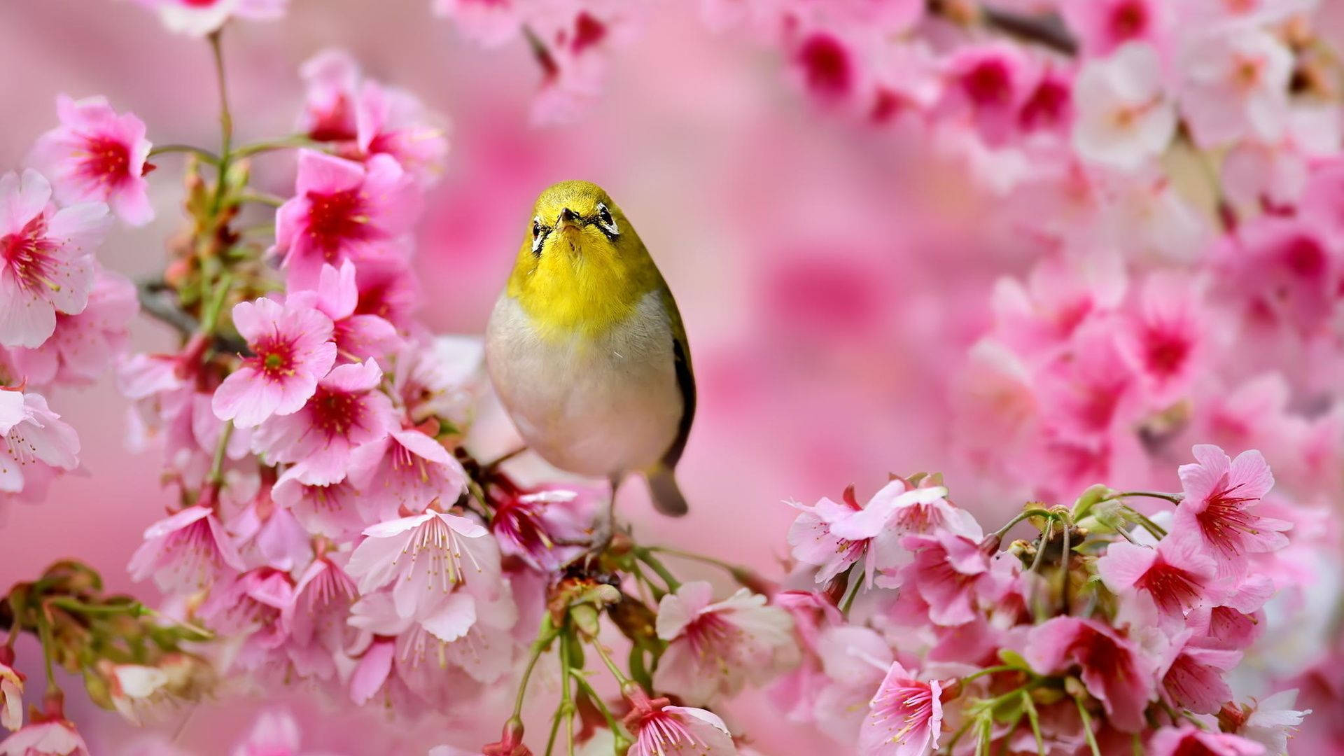 Cute Spring Bird, yellow bird, vibrant pink cherry blossoms, Full HD Desktop Wallpaper