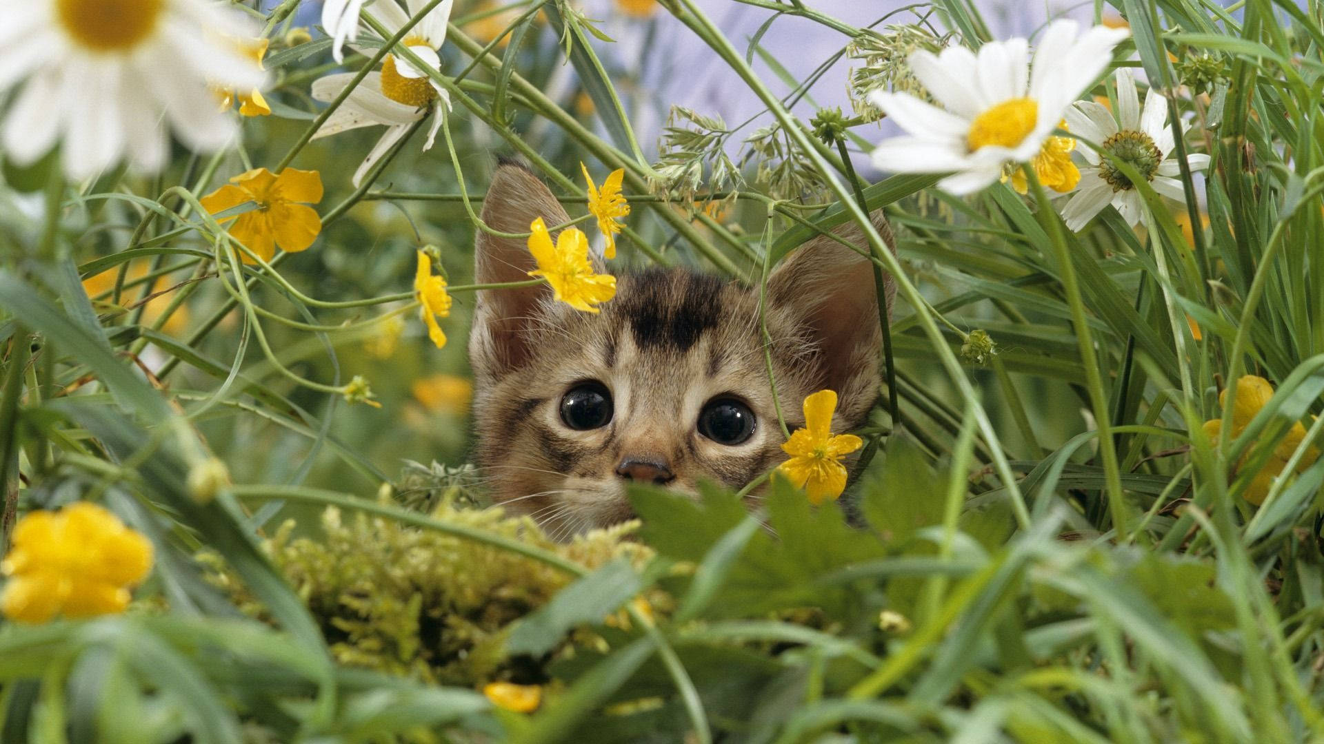 tabby kitten, vibrant green grass, daisies, Full HD Desktop Wallpaper