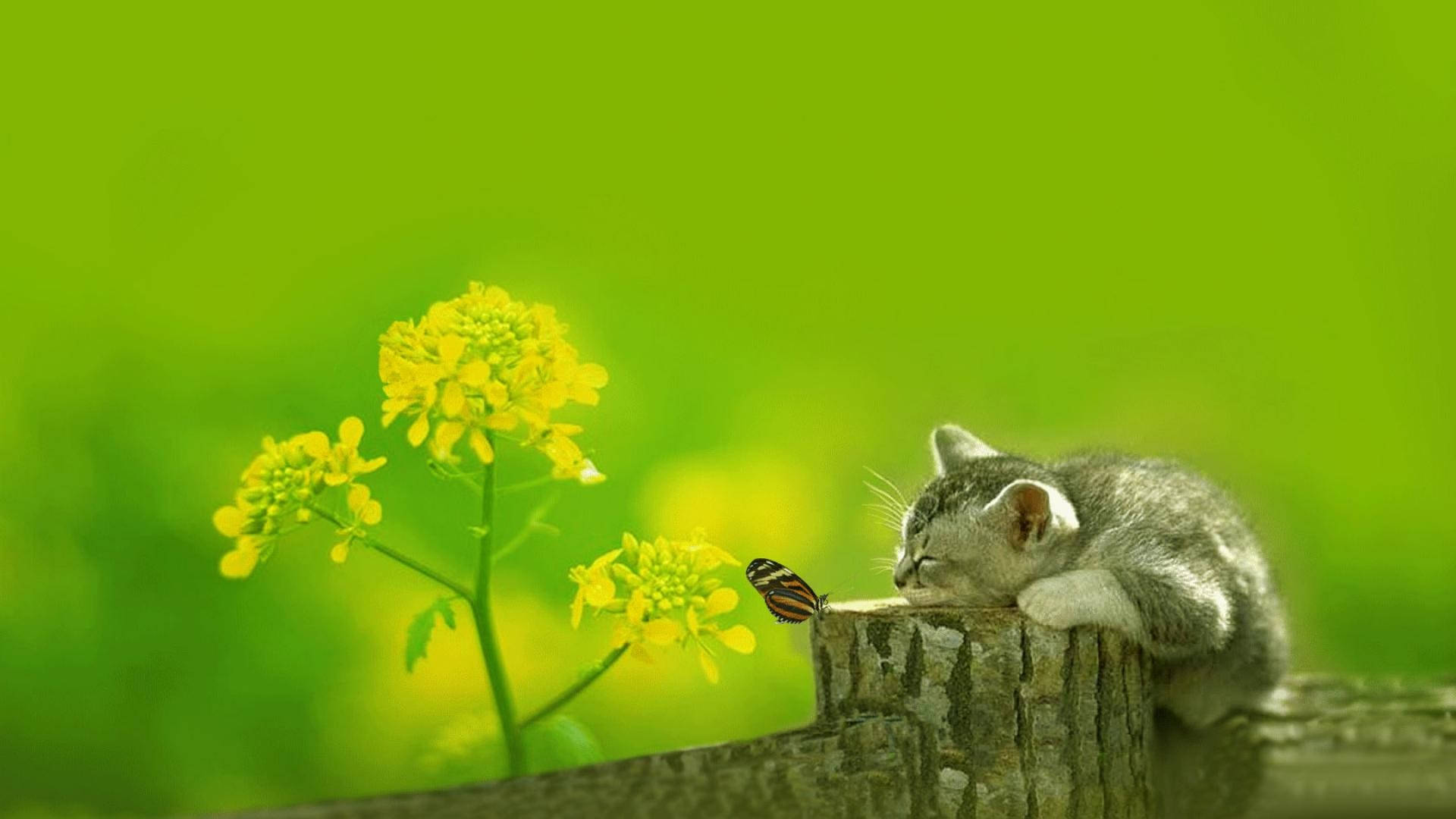 cute spring sleeping kitten, gray kitten, wooden fence post, Full HD Desktop Wallpaper