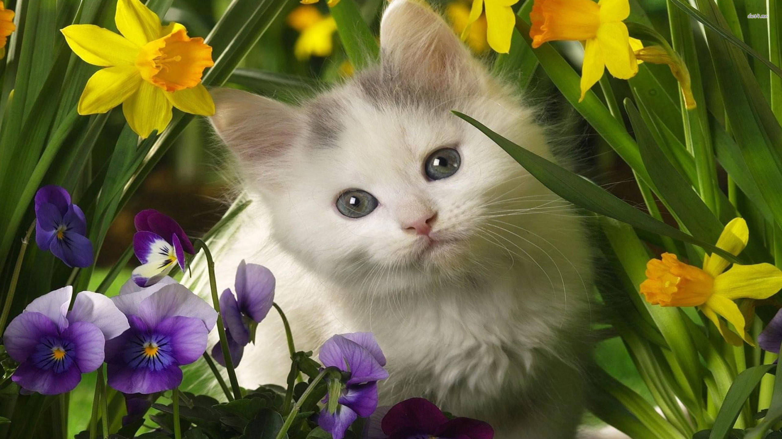 Cute Spring, white kitten, blue eyes, 2K Desktop Wallpaper