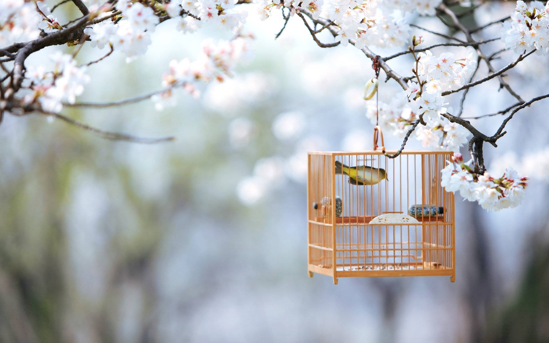 cute spring bird cage, wooden birdcage, cherry blossom branches, Full HD Desktop Wallpaper
