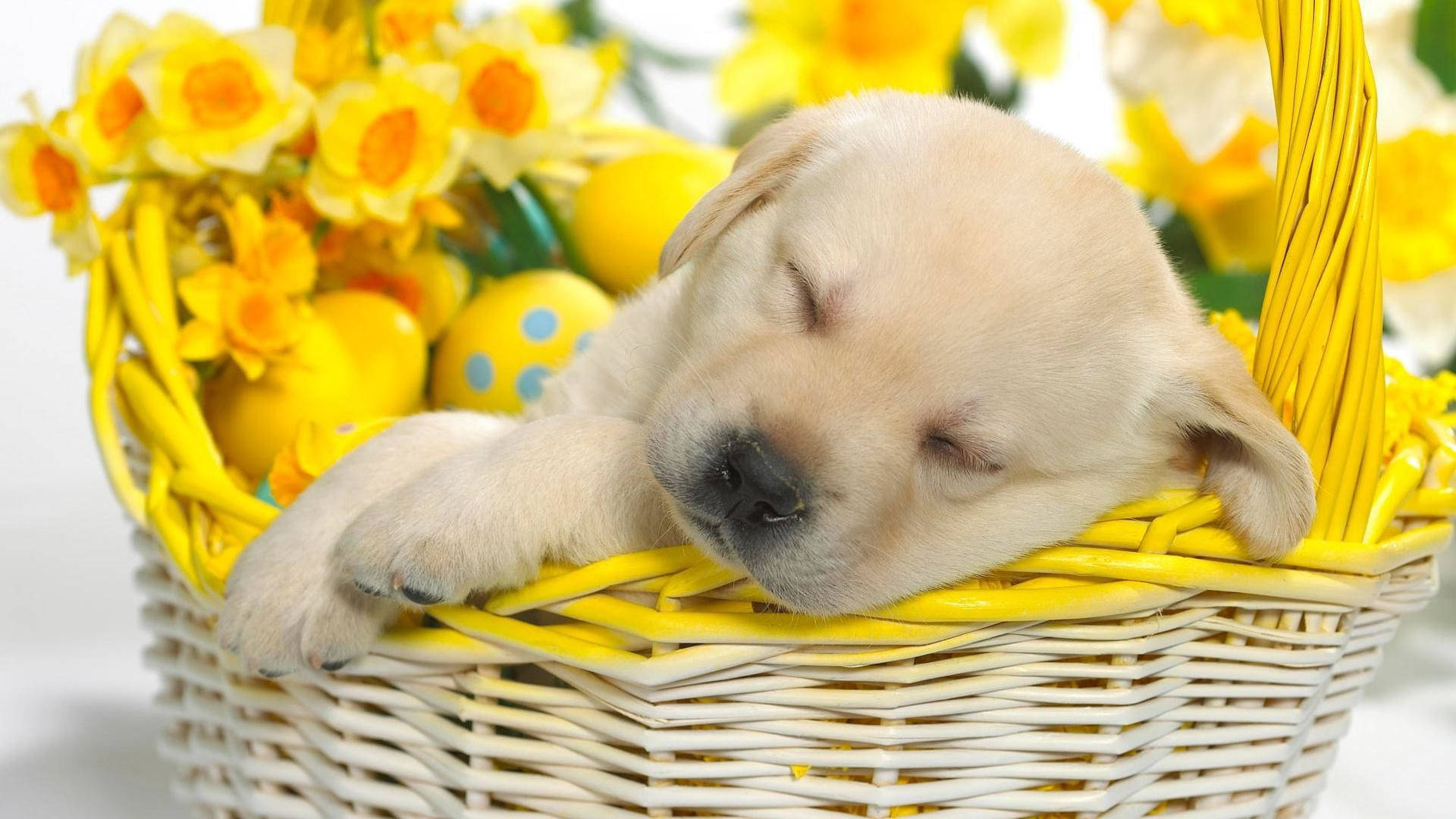 yellow Labrador puppy, woven basket, bright yellow daffodils, Full HD Desktop Wallpaper