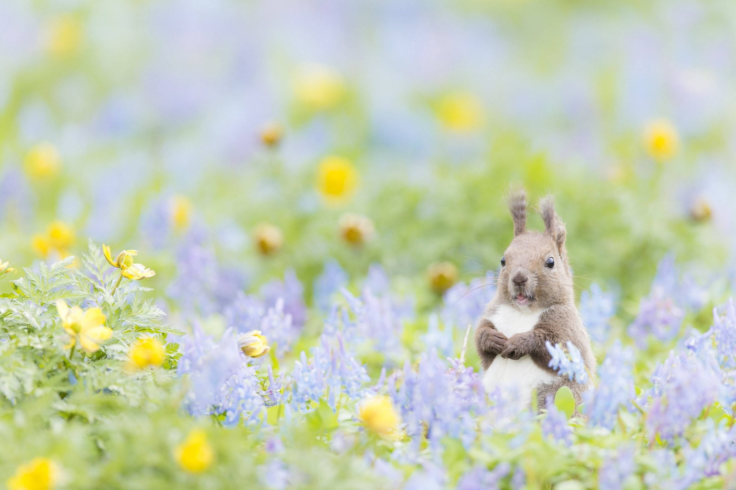 cute spring, red squirrel, purple wildflowers, Full HD Desktop Wallpaper