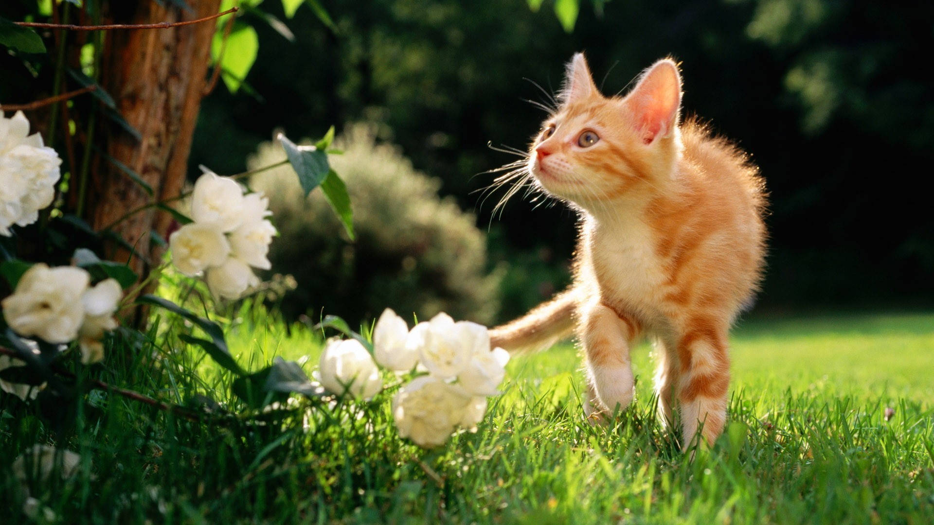 Cute Spring, fluffy orange kitten, sunlit grass, Full HD Desktop Wallpaper