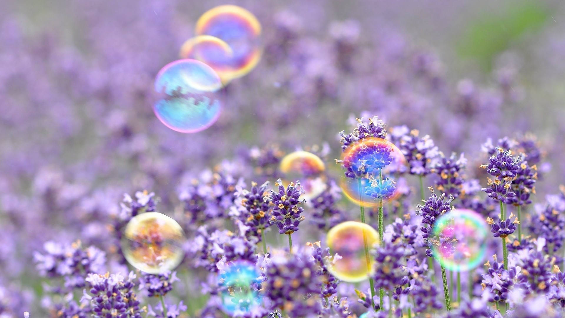 Cute Spring Bubbles, colorful soap bubbles, field of purple lavender flowers, Full HD Desktop Wallpaper