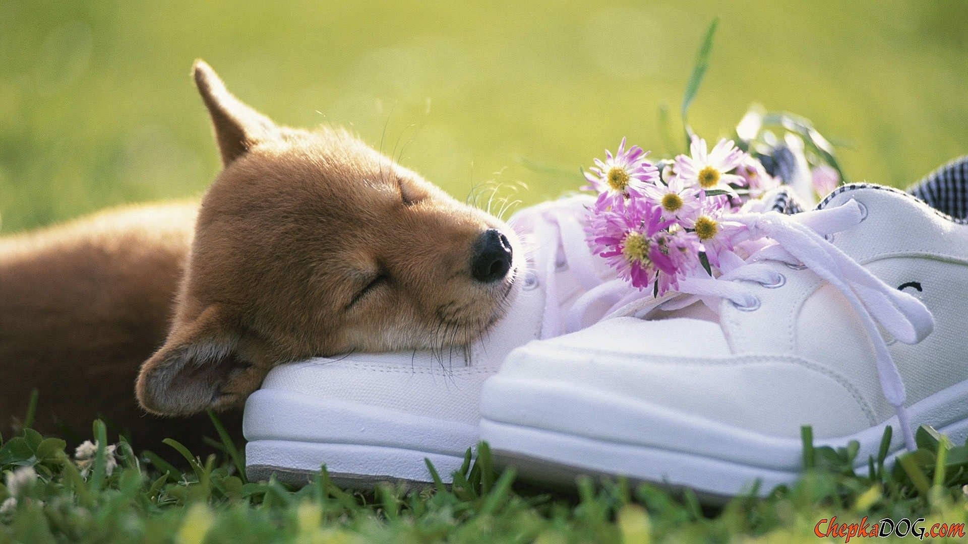 brown puppy, white sneaker, pink flowers, Full HD Desktop Wallpaper