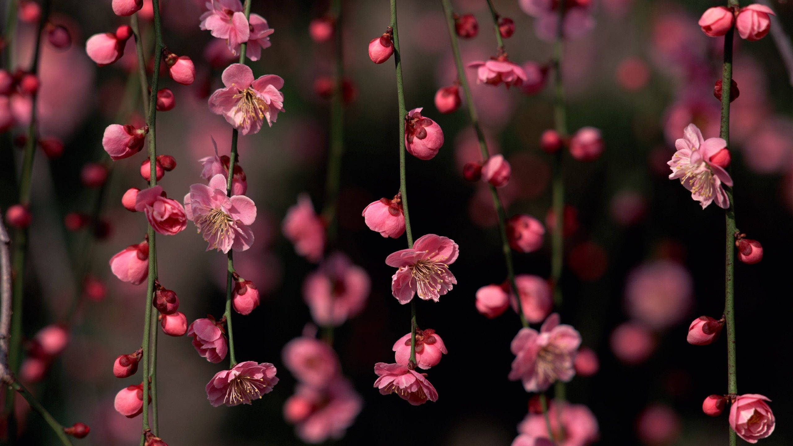 Cute Spring, blossom vines, pink blossoms, 2K Desktop Wallpaper