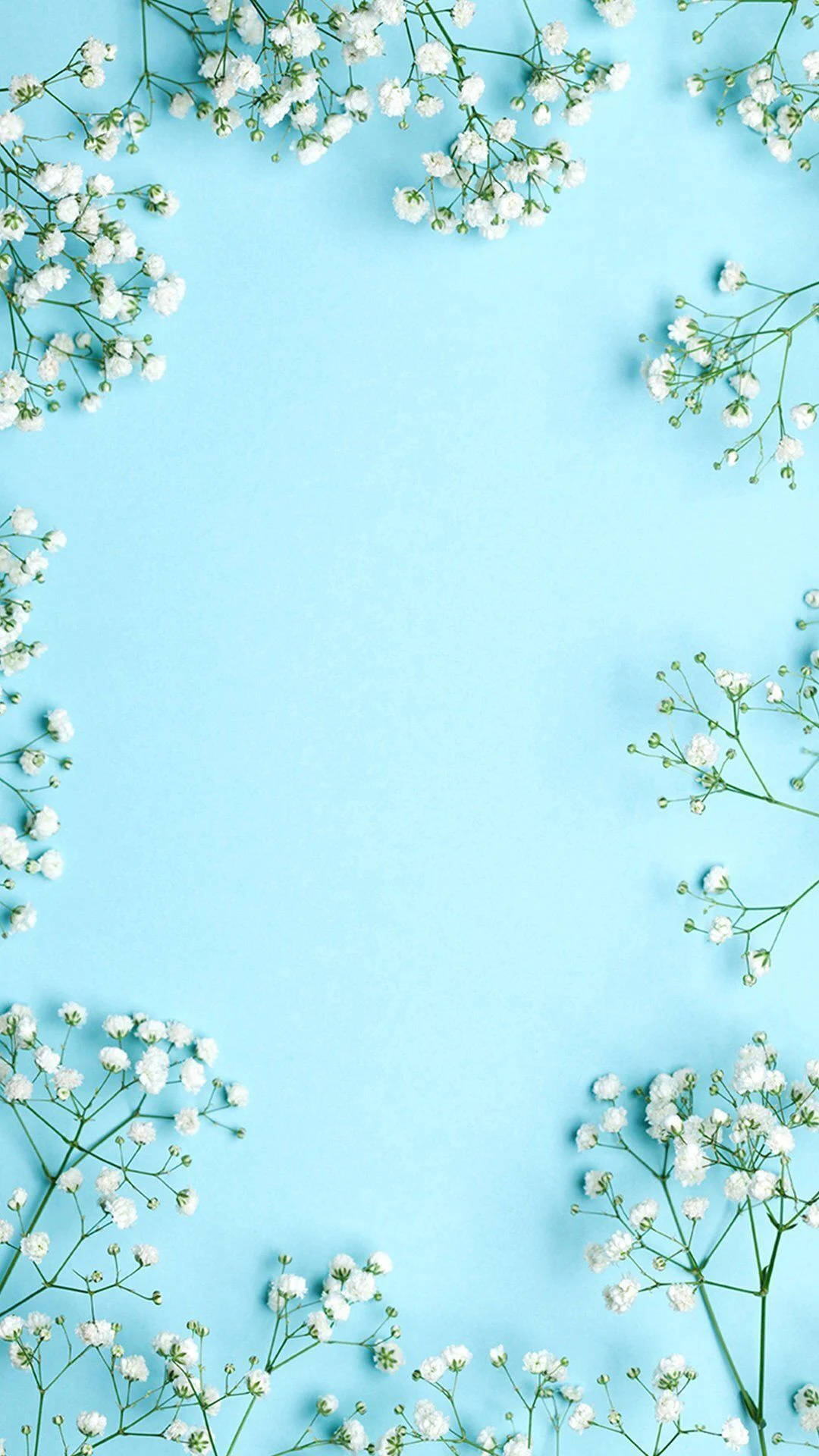 Cute Blue Spring, white baby's breath flowers, soft blue background, Full HD Phone Wallpaper