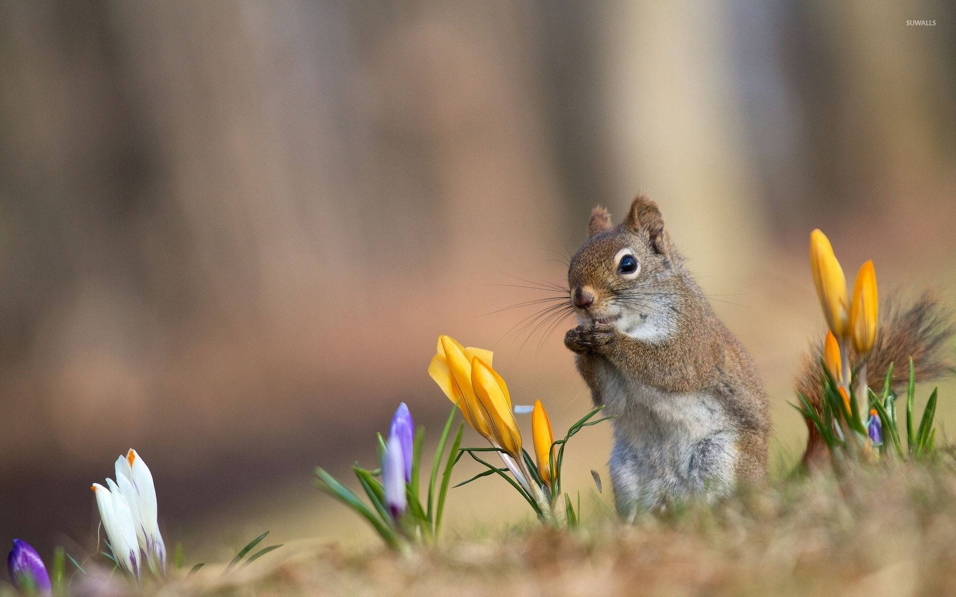 cute spring squirrel, brown squirrel, vibrant yellow and purple crocus flowers, Full HD Desktop Wallpaper