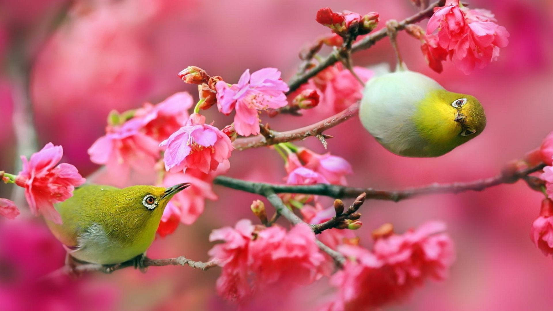 Cute Spring, yellow birds, vibrant green birds, Full HD Desktop Wallpaper