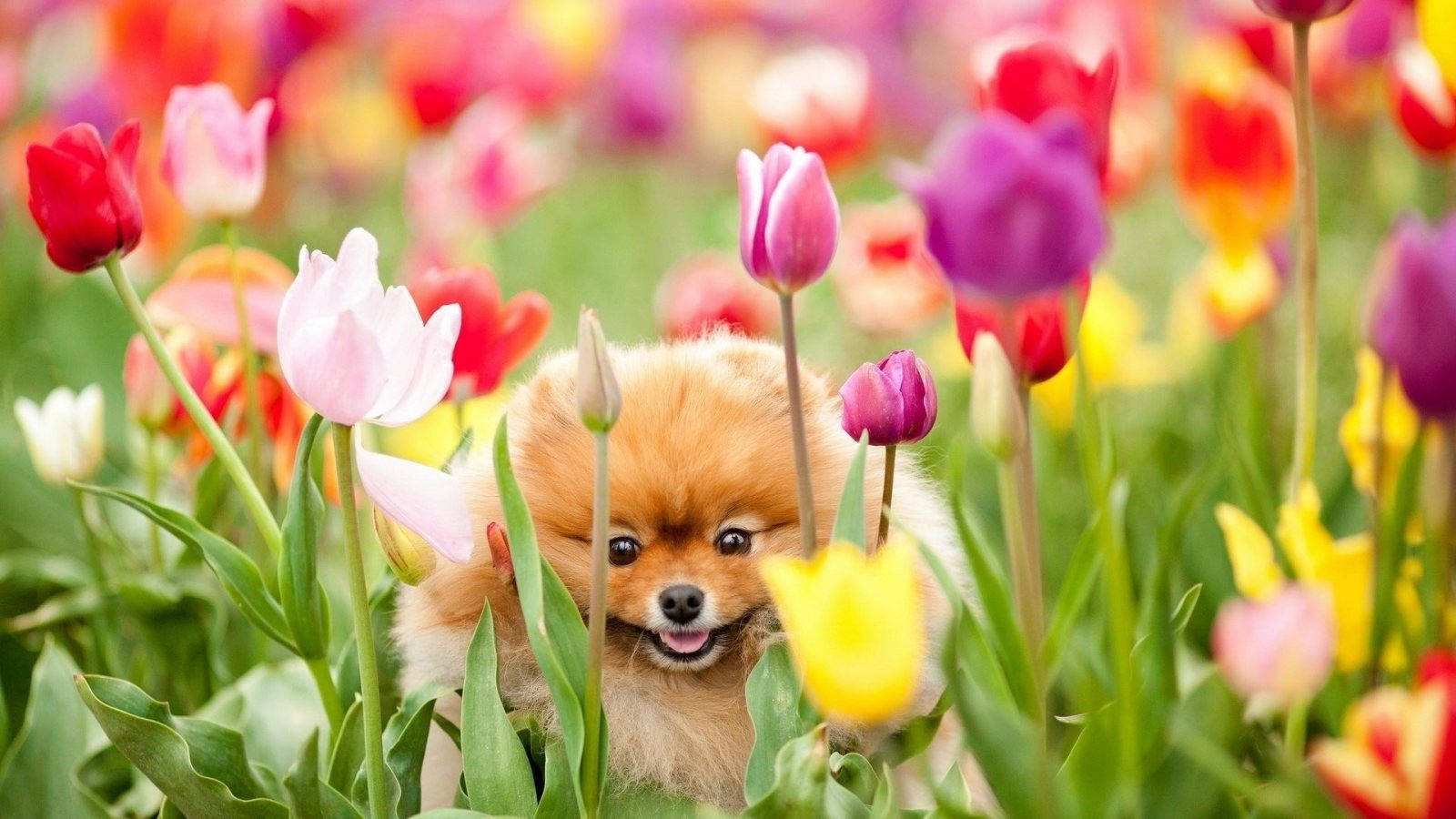 Pomeranian dog, tulips, spring garden, HD Desktop Wallpaper