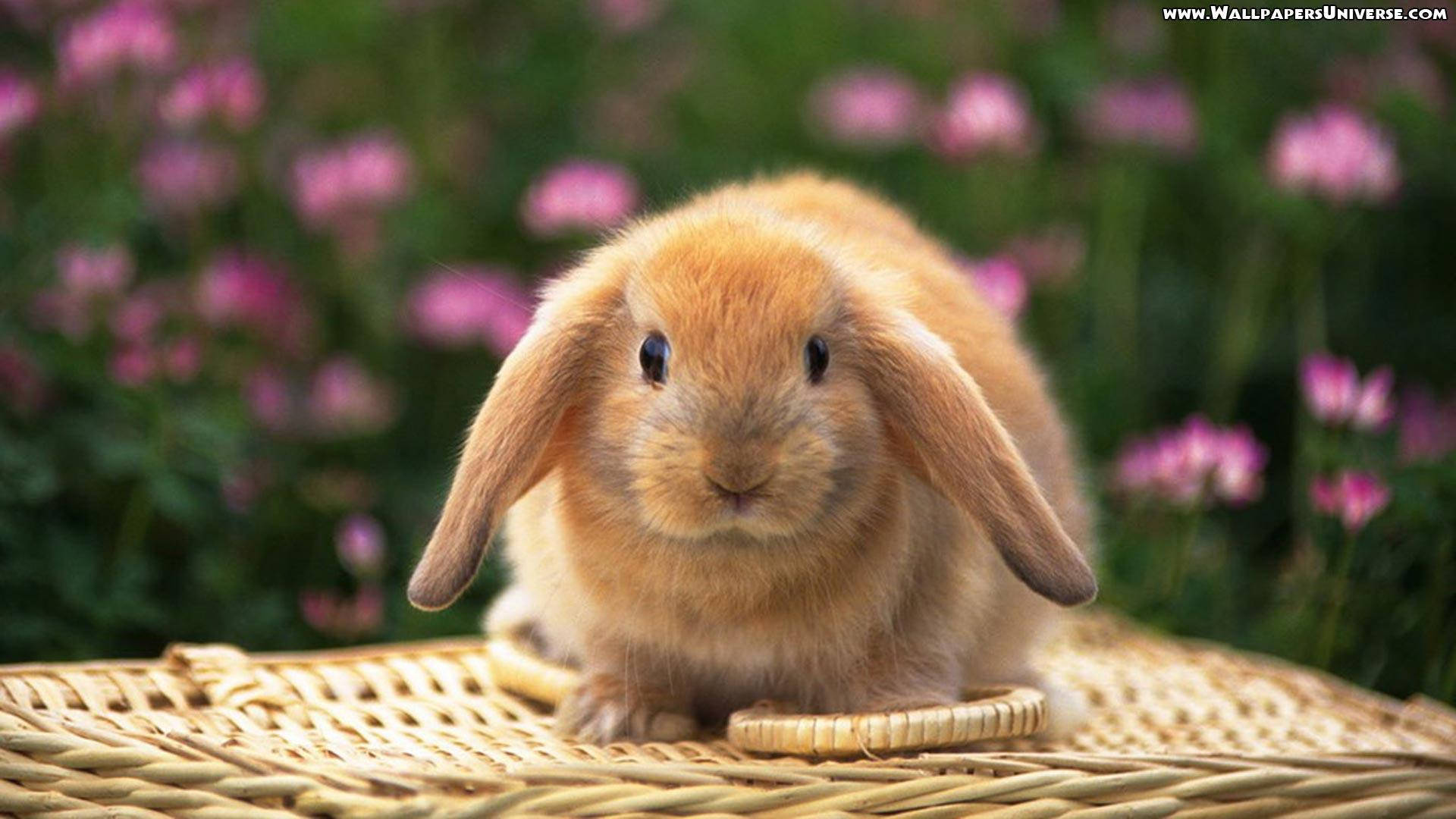 red bunny, fluffy orange lop-eared rabbit, woven wicker basket, Full HD Desktop Wallpaper