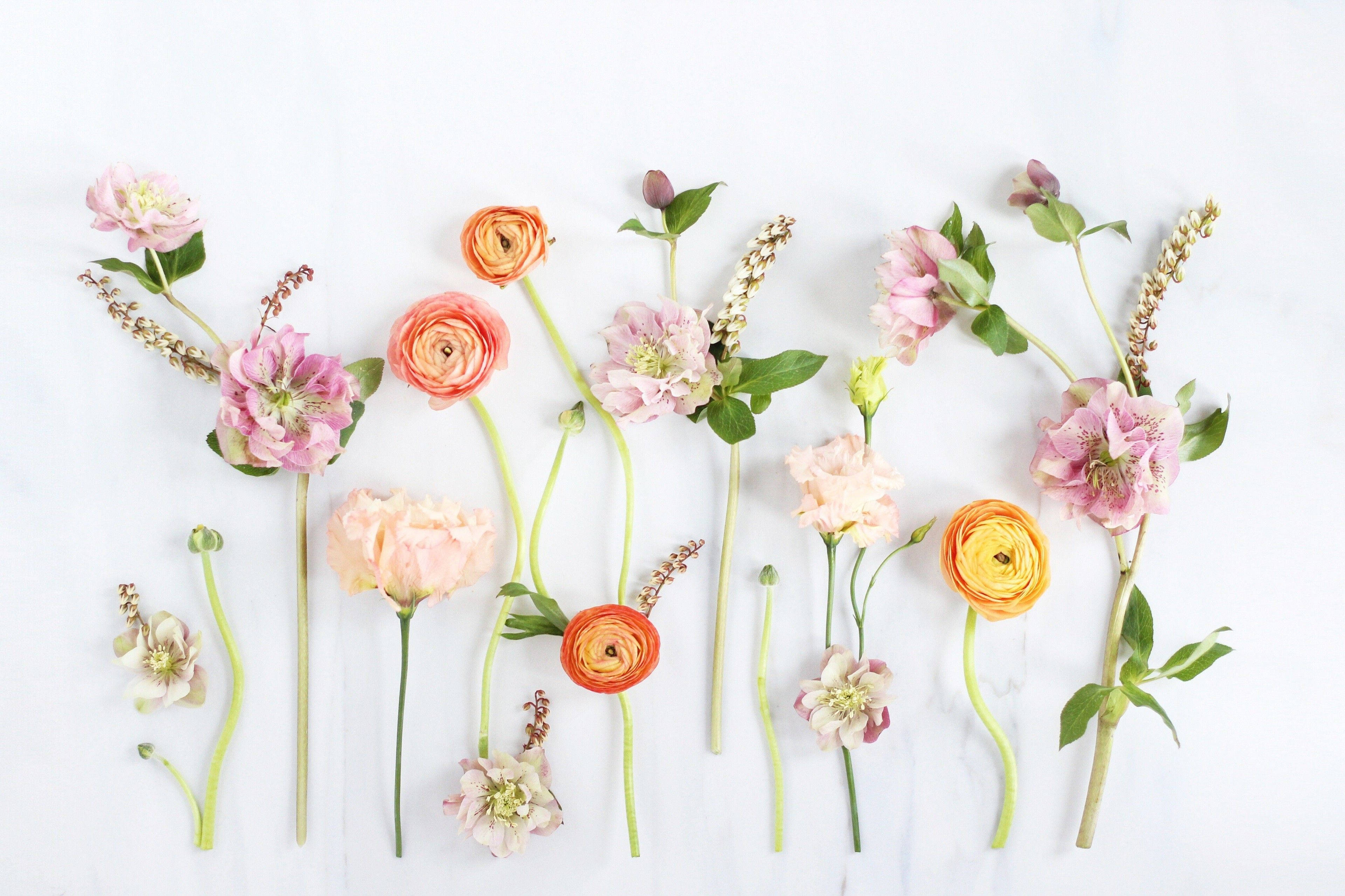 pastel pink, peach, orange ranunculus flowers, 4K Desktop Wallpaper