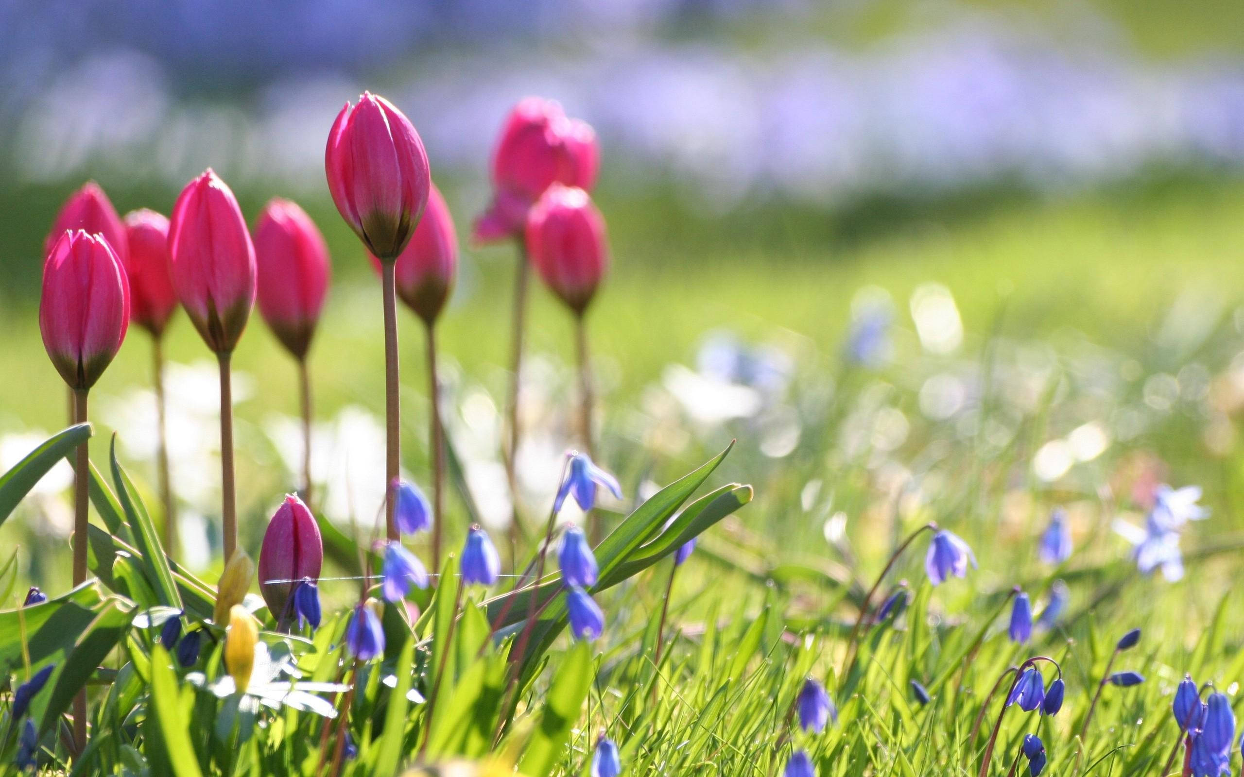 cute spring tulips, vibrant pink tulip buds, blue scilla flowers, 2K Desktop Wallpaper