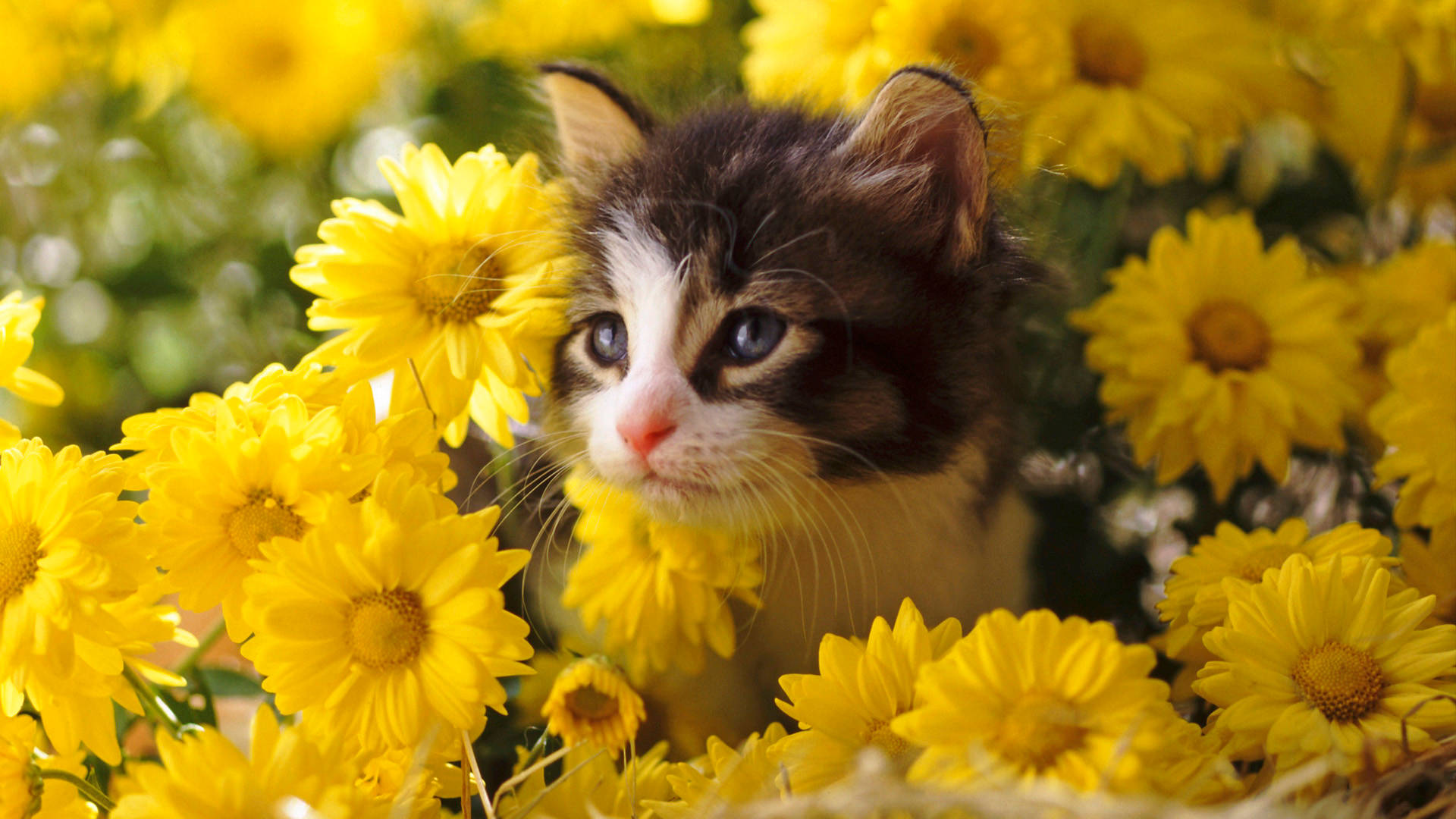 Cute Spring Kitten, tabby kitten, blue eyes, Full HD Desktop Wallpaper