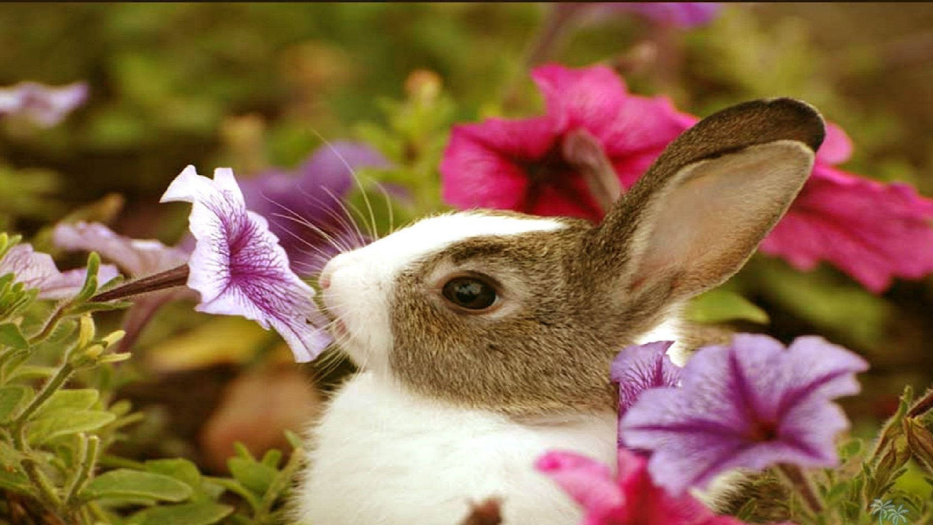 baby bunny, brown and white rabbit, purple petunia, Full HD Desktop Wallpaper