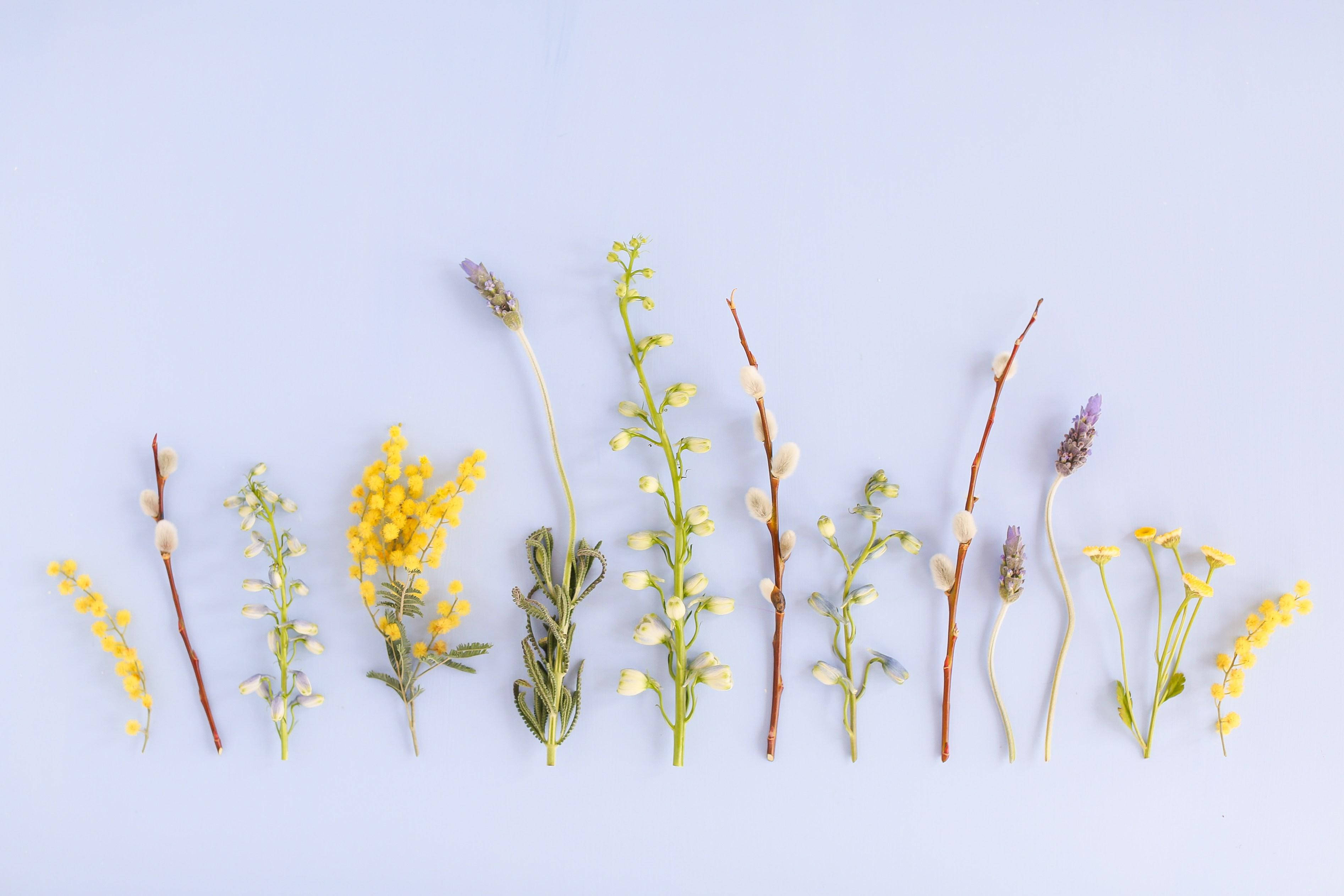 Cute Spring, dried flowers, willow catkins, 2K Desktop Wallpaper
