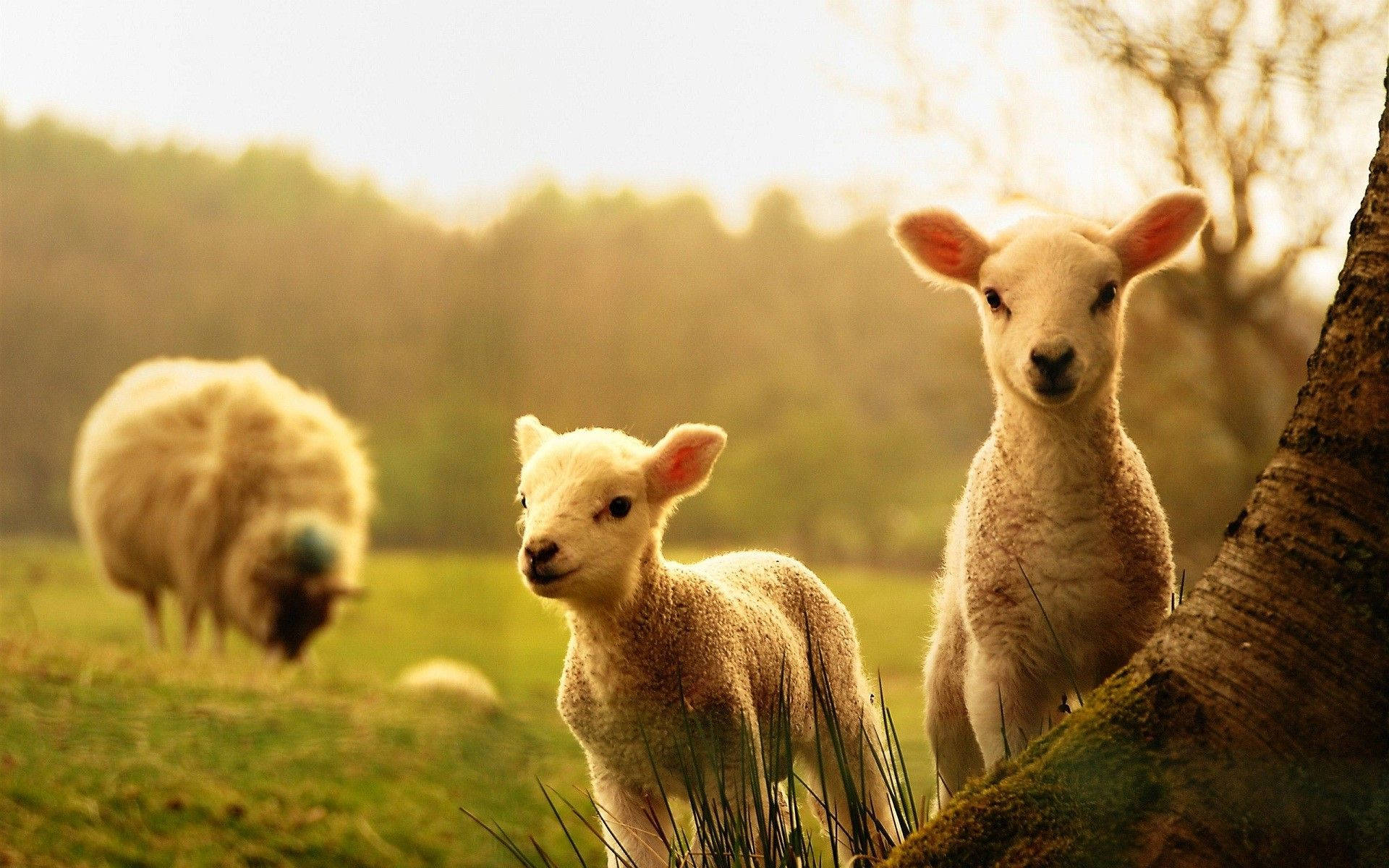 Cute Spring Lamb, lambs, tree, Full HD Desktop Wallpaper