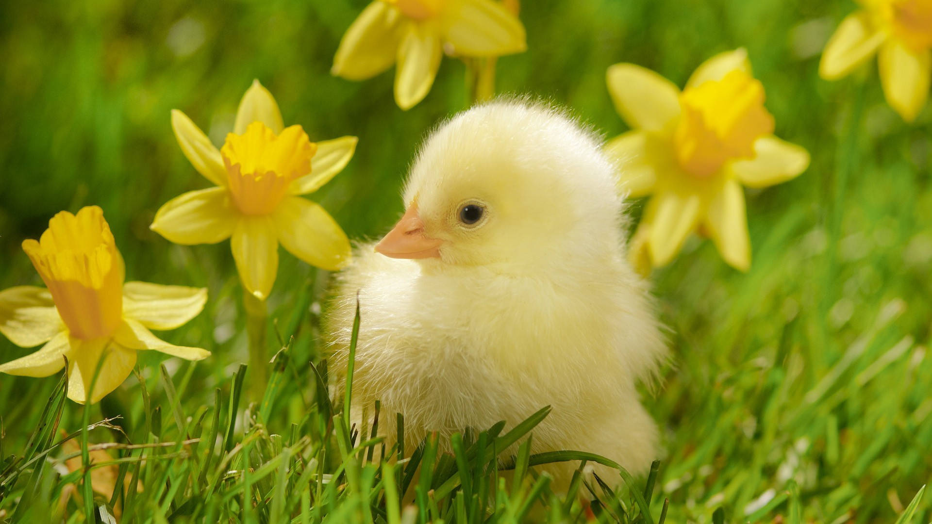 Cute Spring Chick, fluffy yellow chick, vibrant green grass, Full HD Desktop Wallpaper