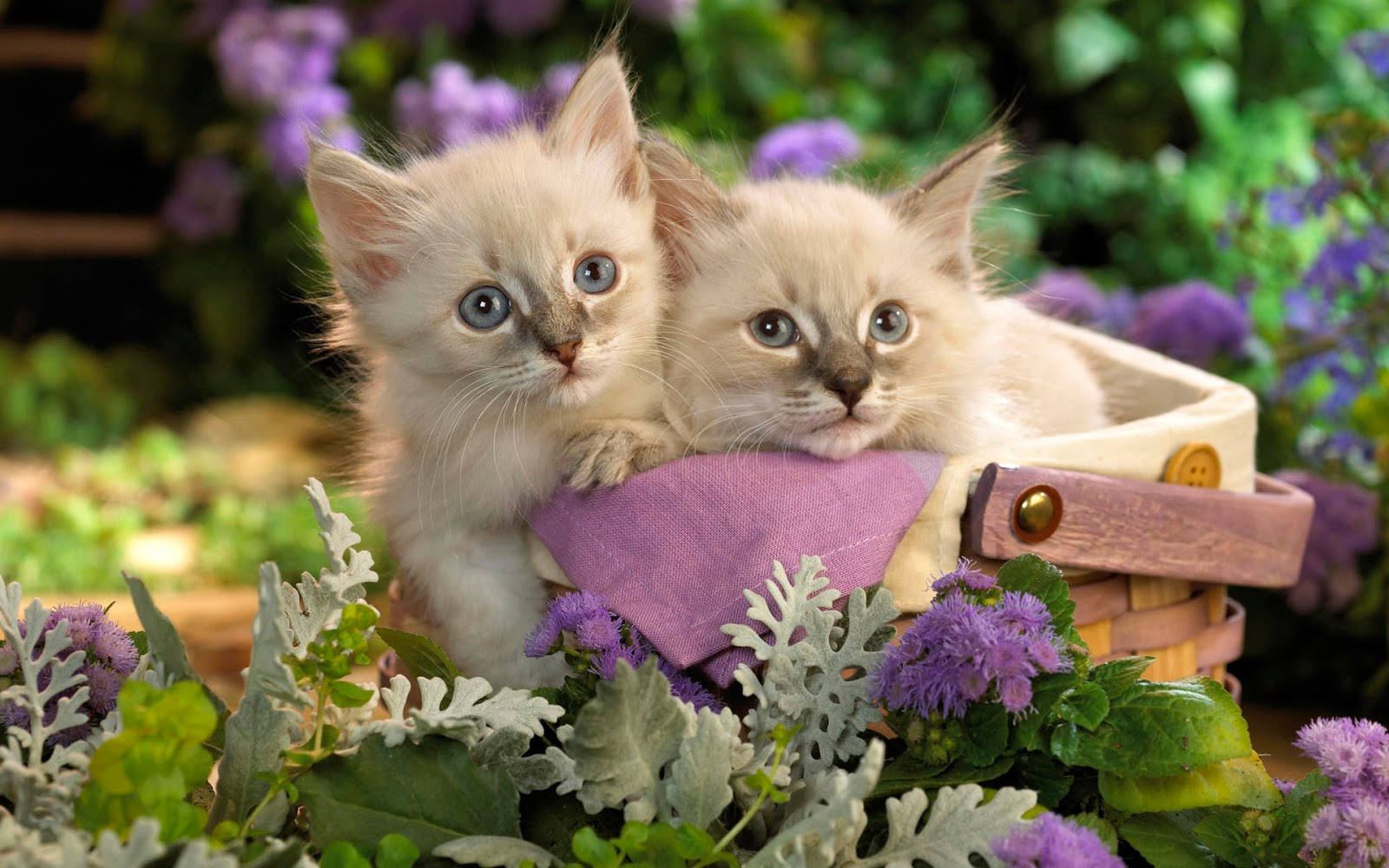 cute spring twin kittens, fluffy cream kittens, blue eyes, HD Desktop Wallpaper