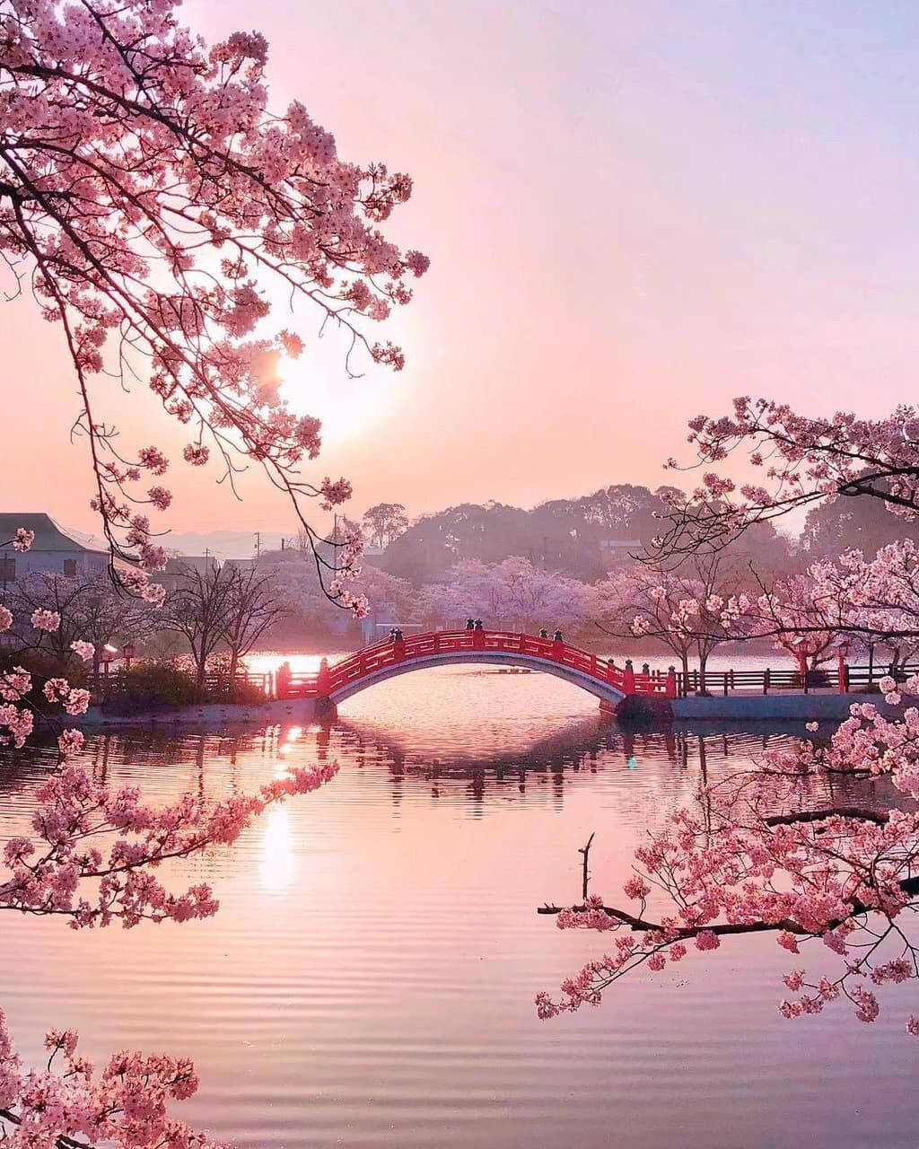 pink lake bridge, red arched bridge, tranquil pond, HD Phone Wallpaper