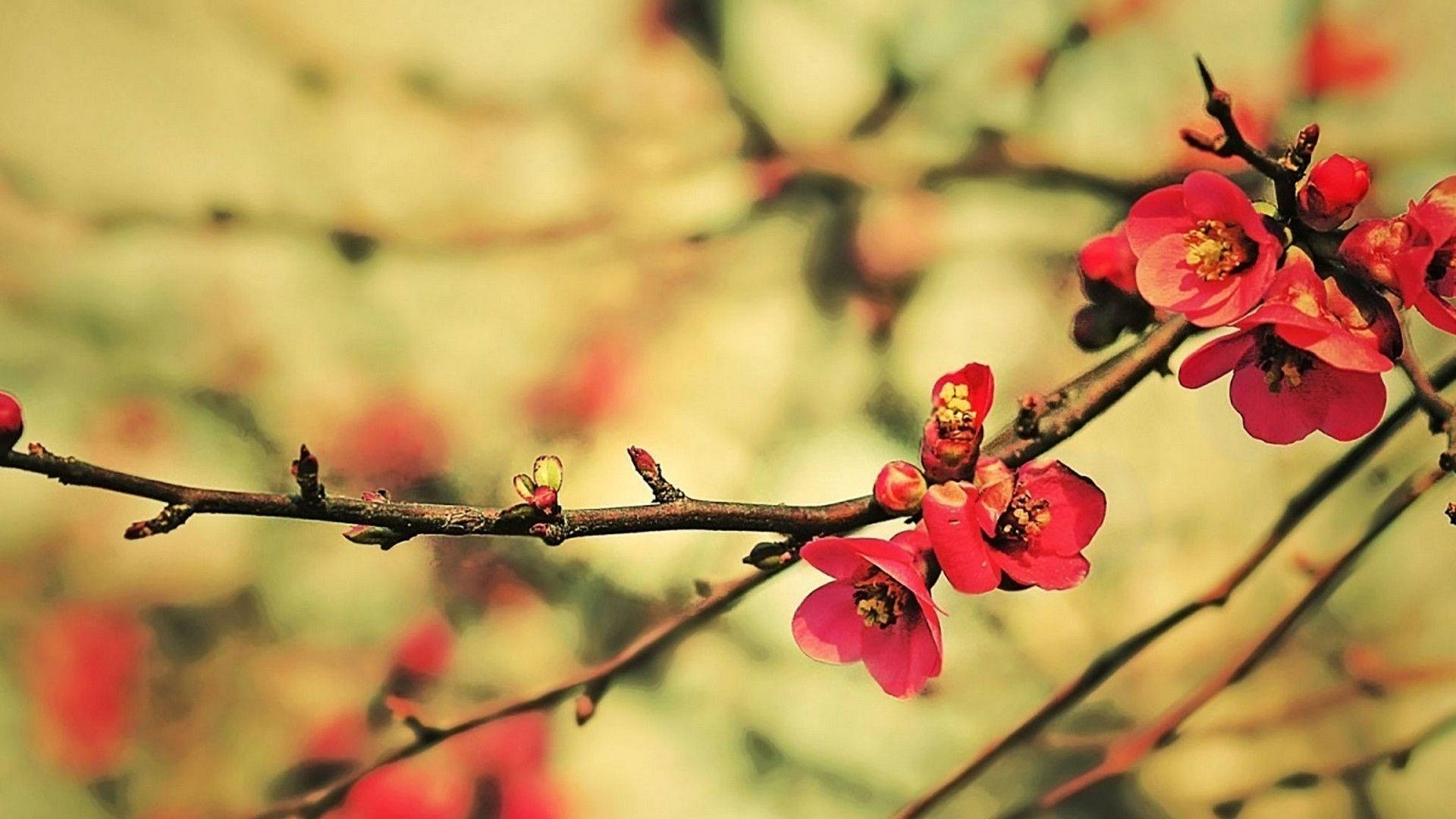 Cute Spring, red quince, vibrant pink blossoms, Full HD Desktop Wallpaper