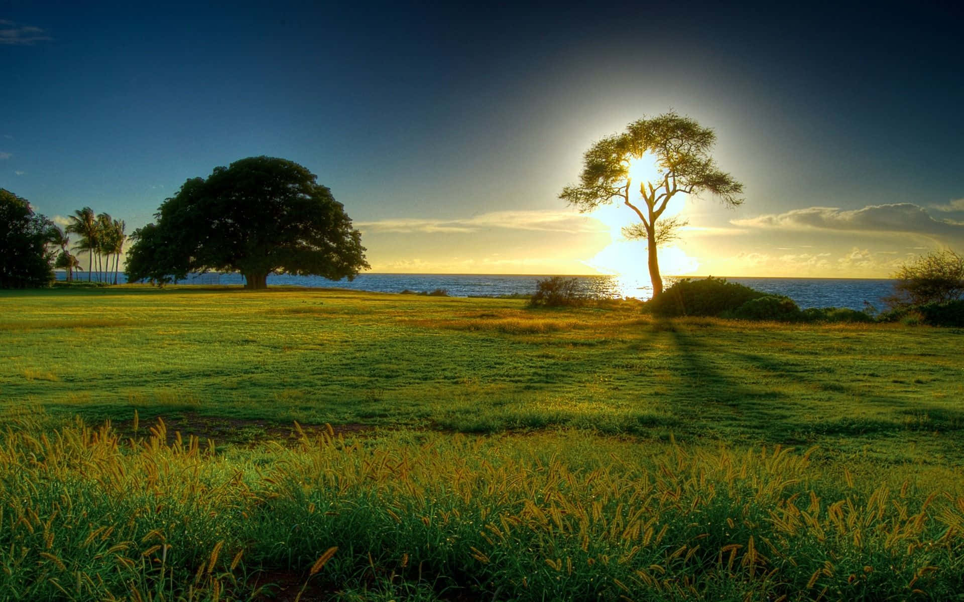golden sunset, ocean, lone tree, Full HD Desktop Wallpaper
