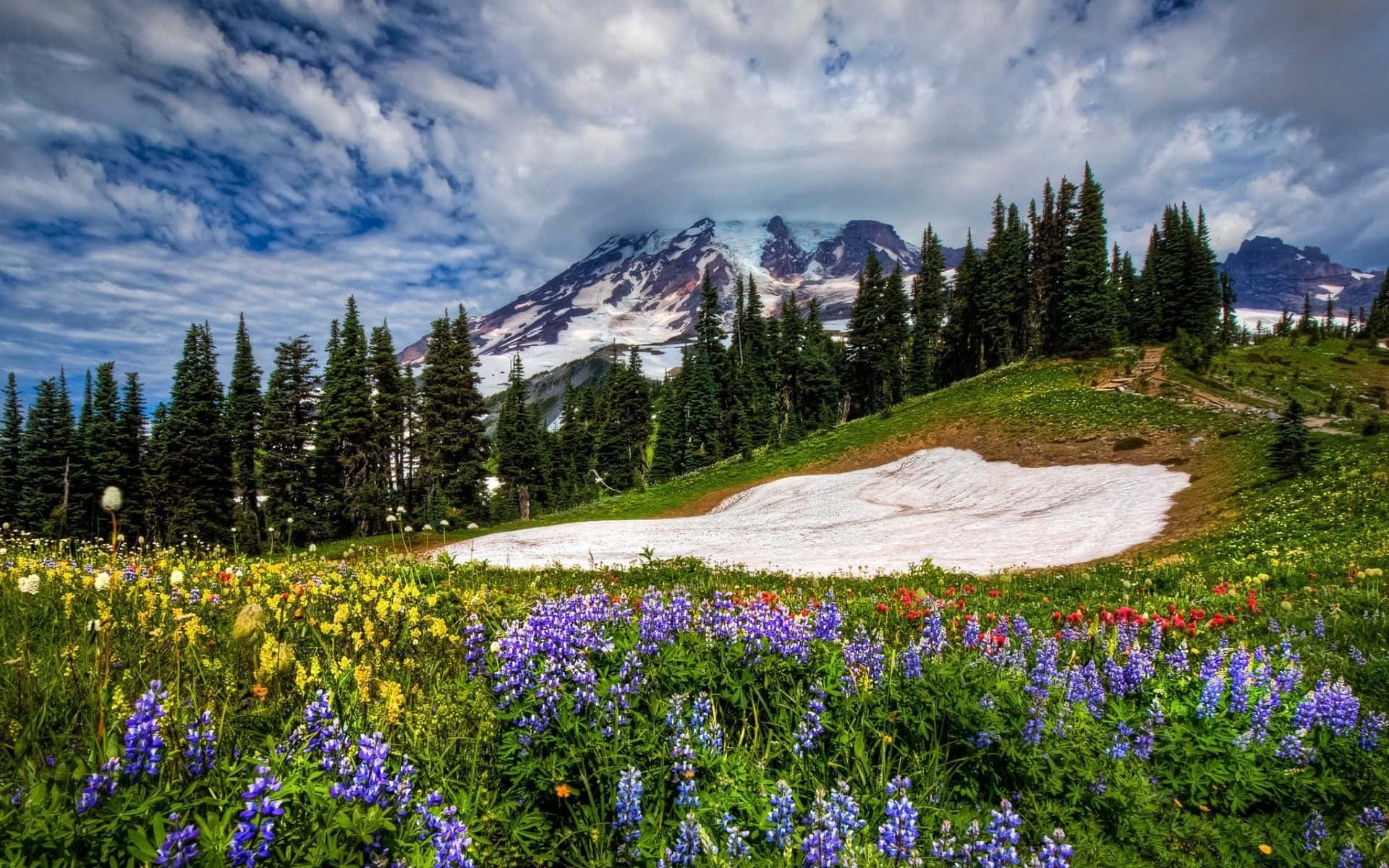 spring landscape, vibrant purple yellow and red wildflowers, sunlit meadow, Full HD Desktop Wallpaper
