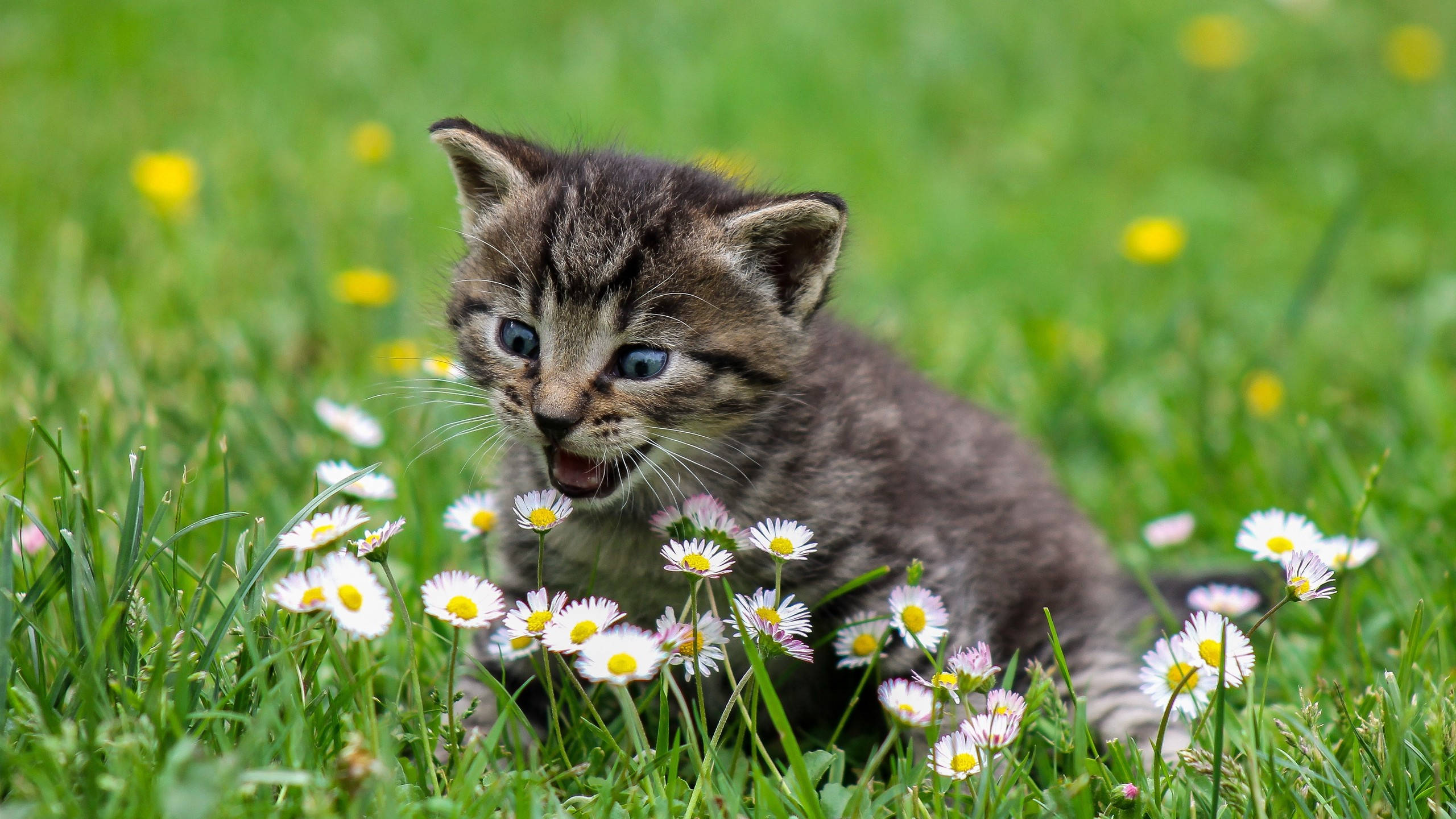 Cute Spring Surprised Kitten, tabby kitten, bright blue eyes, 2K Desktop Wallpaper