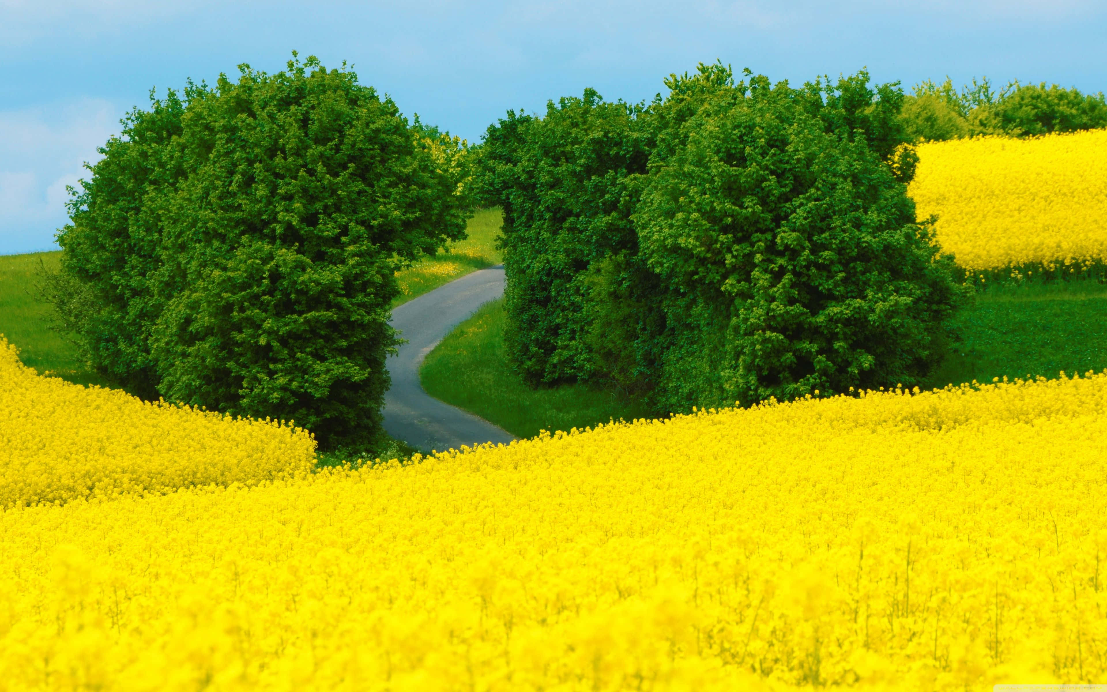 spring landscape, vibrant yellow canola fields, lush green trees, 4K Desktop Wallpaper