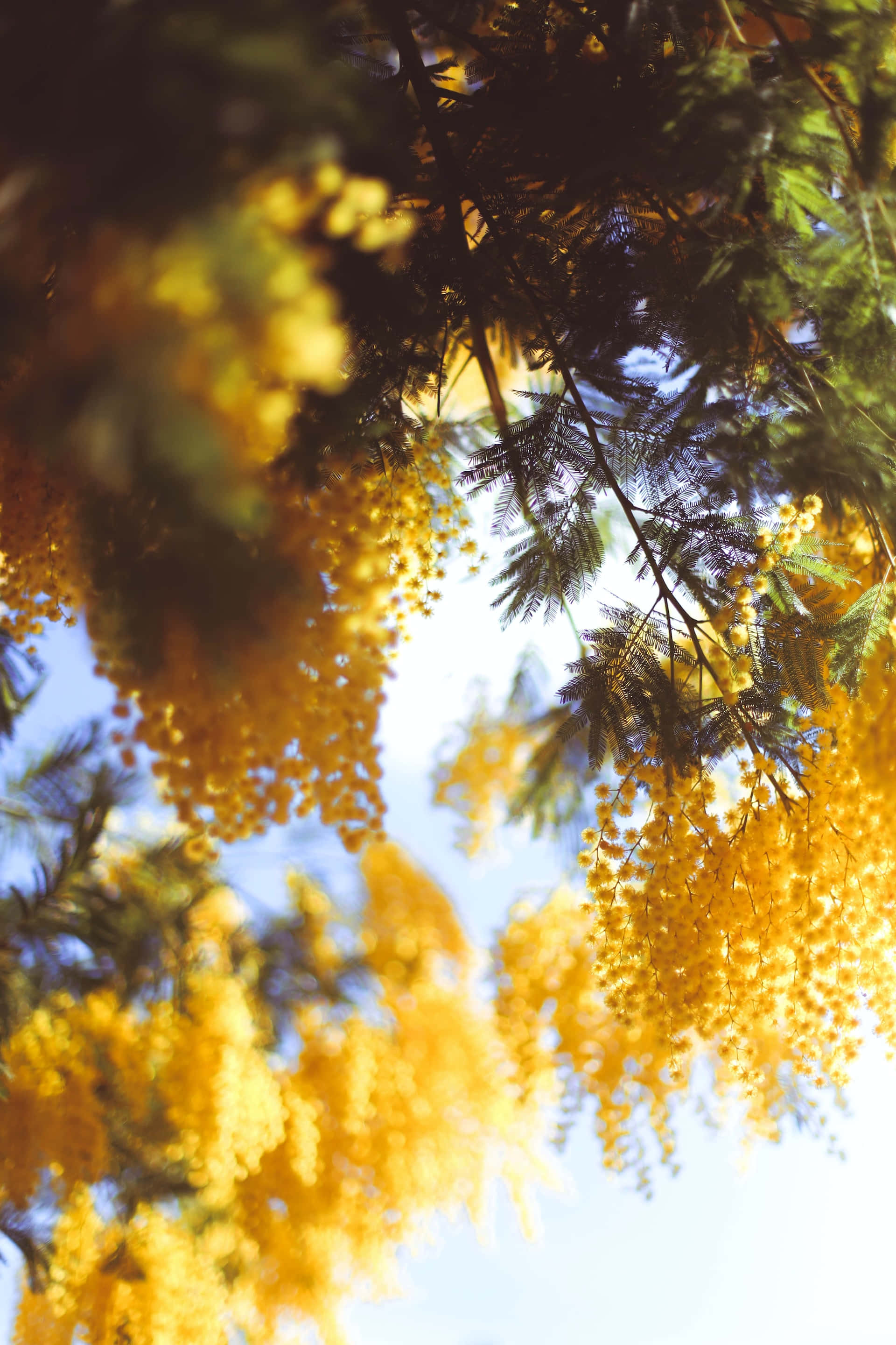 Golden wattle, bright blue sky, sun-drenched, 2K Phone Wallpaper