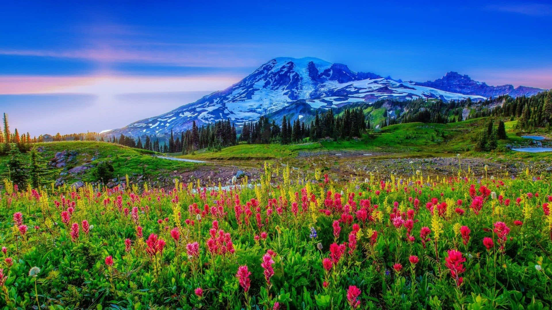 spring landscape, pink and yellow wildflowers, snow-capped mountain, Full HD Desktop Wallpaper