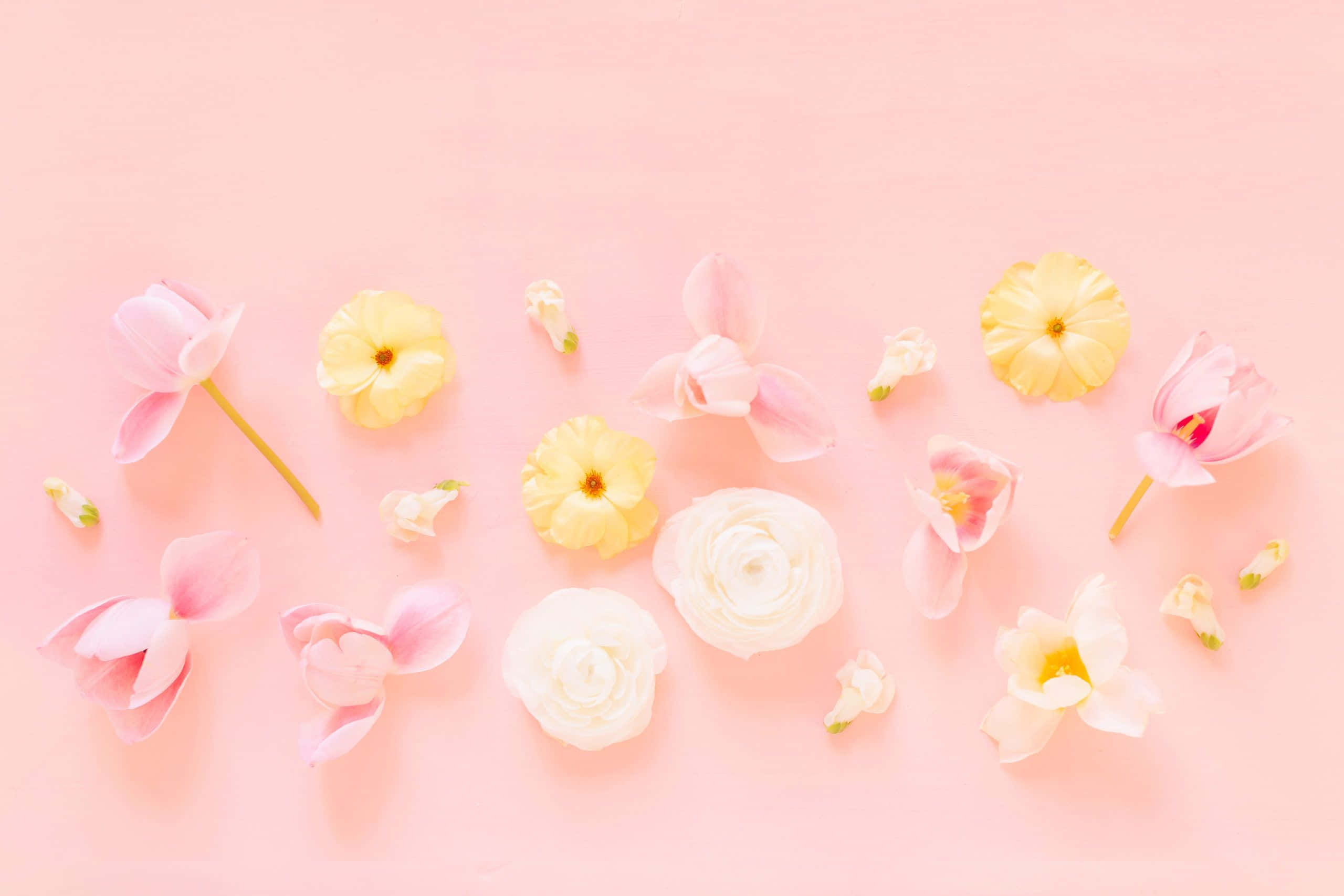 spring pastel, pink yellow and white, gentle pink background, 2K Desktop Wallpaper