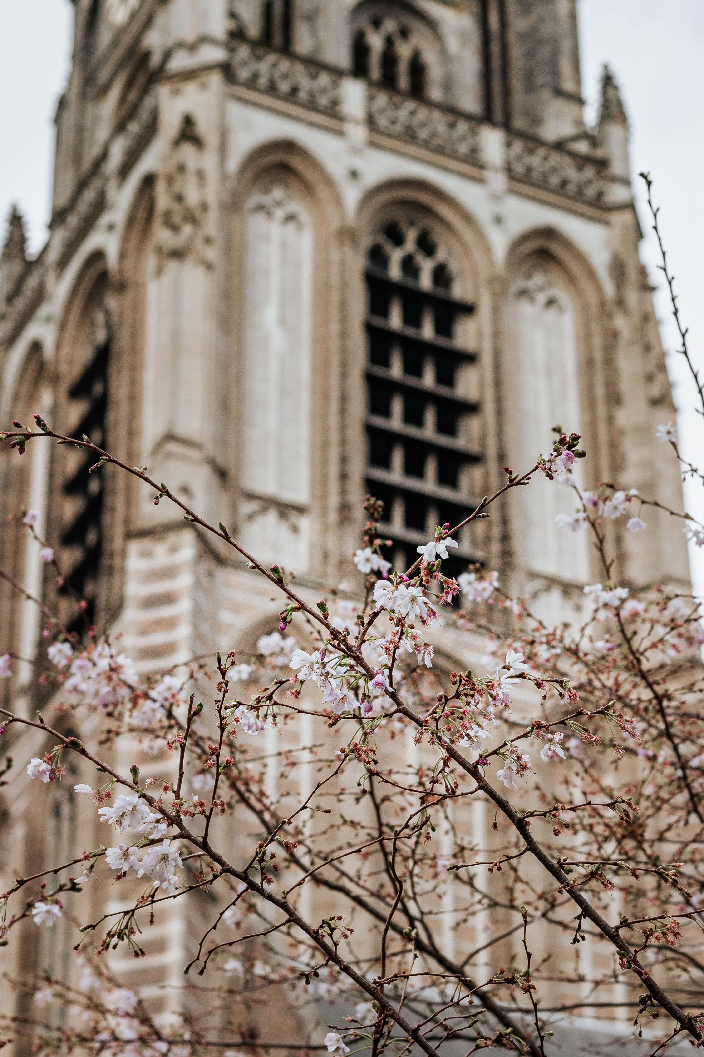 cherry blossoms, pink, historic stone cathedral, 4K Phone Wallpaper