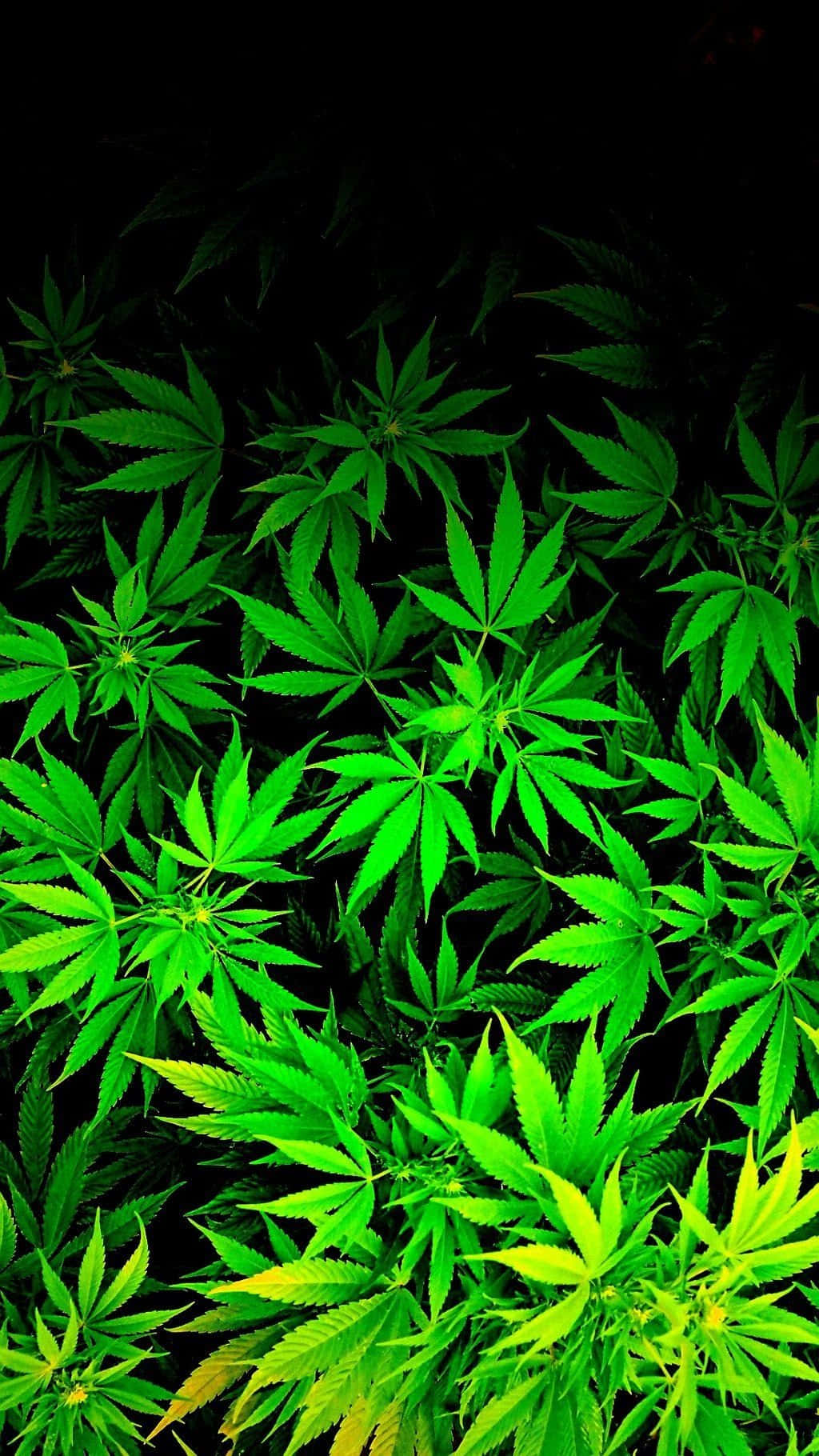neon green, cannabis leaves, pitch black background, HD Phone Wallpaper