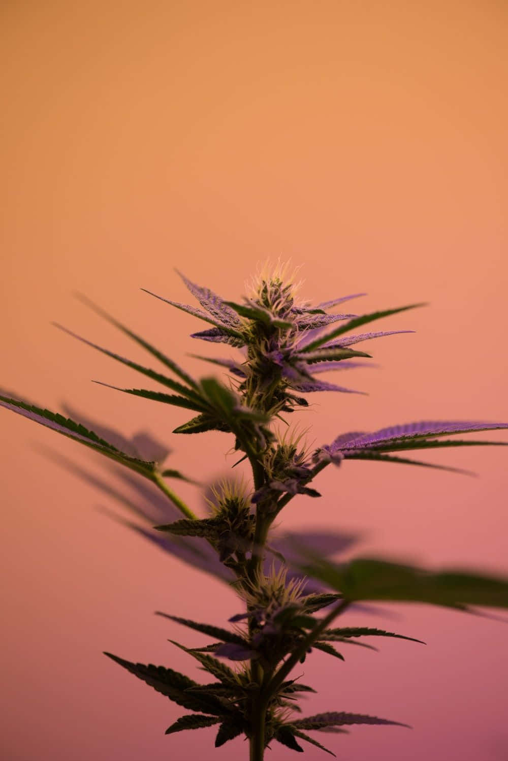Cute Stoner, cannabis plant, purple-tinged leaves, HD Phone Wallpaper