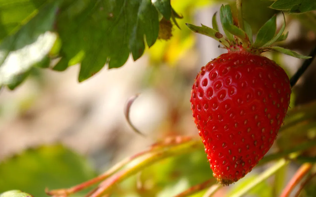 Cute Strawberry