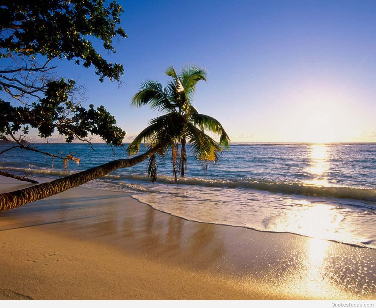 palm tree, golden sand, gentle waves, HD Desktop Wallpaper