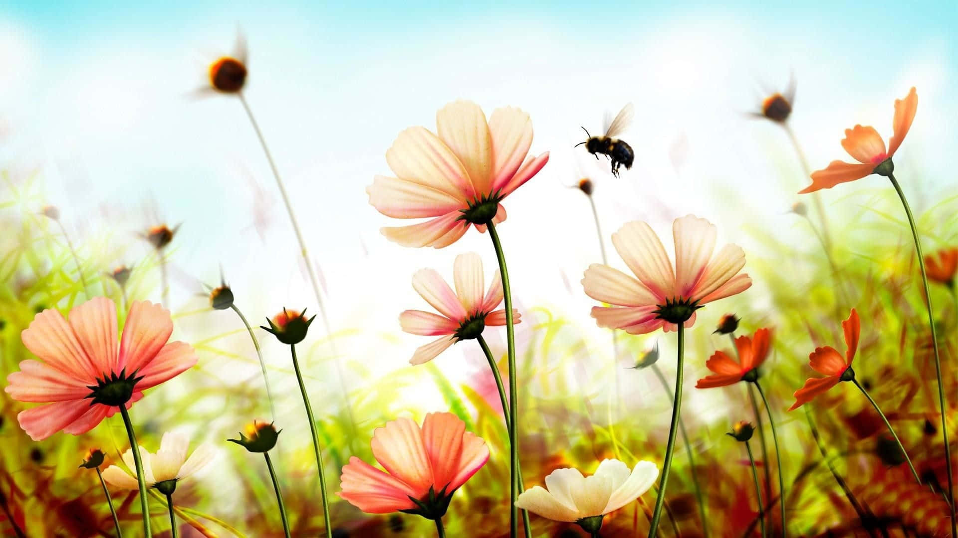 cosmos flowers, sunlit meadow, bee, Full HD Desktop Wallpaper