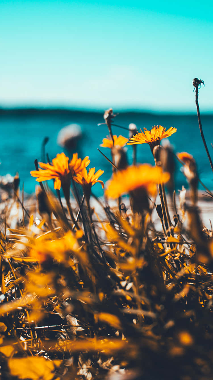 trendy iPhone, orange dandelions, turquoise ocean, HD Phone Wallpaper
