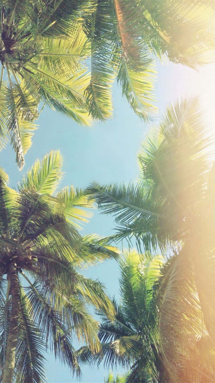 palm tree, sunlight, lush green palm fronds, HD Phone Wallpaper