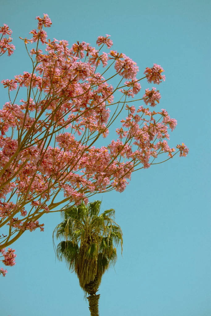vibrant pink flowering tree, clear blue sky, palm tree, SD Phone Wallpaper