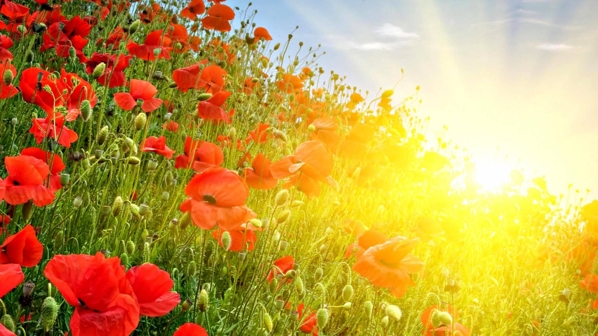 red poppies, sunlit field, golden rays, Full HD Desktop Wallpaper