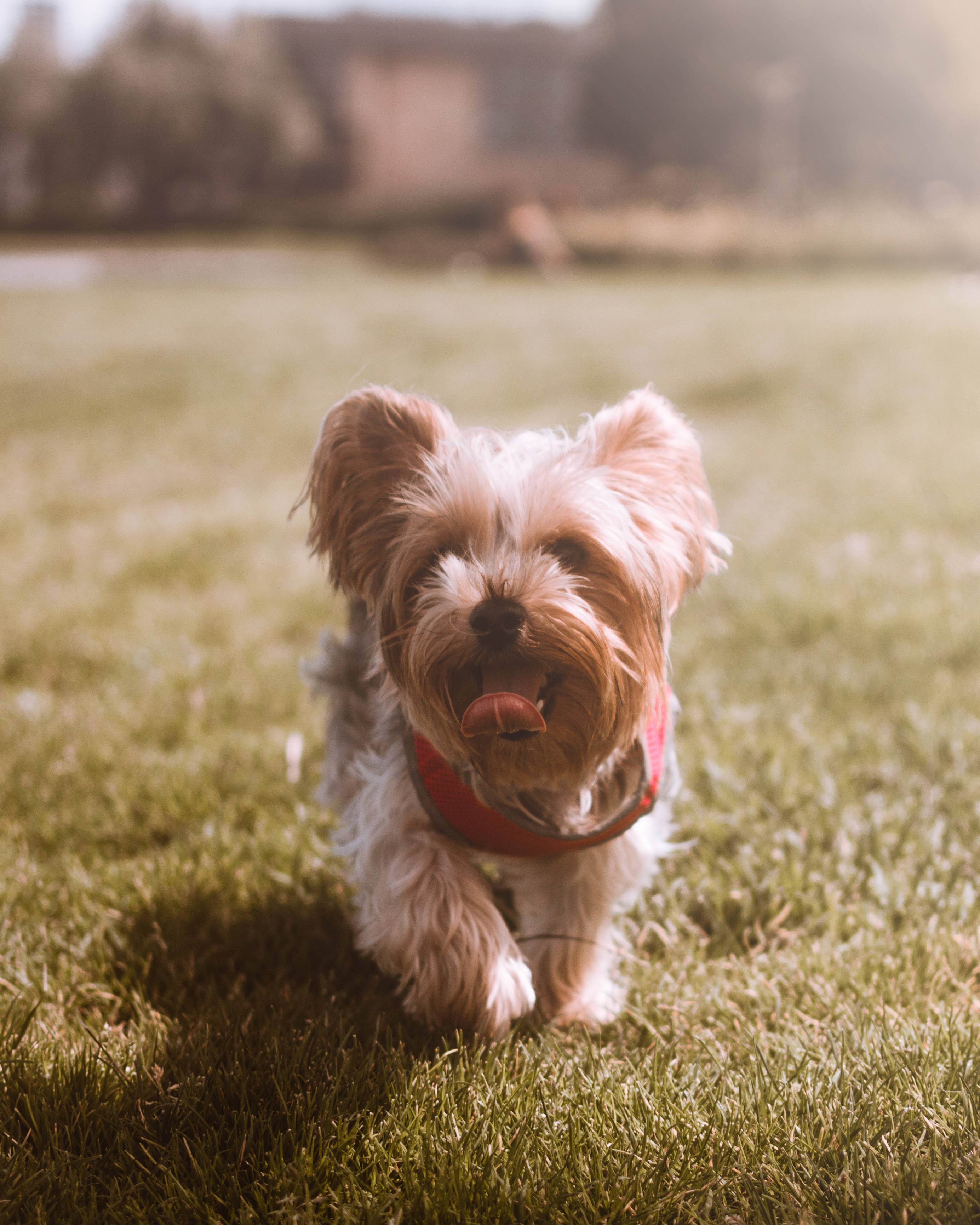 Yorkshire terrier, red harness, sunlit grassy field, 2K Phone Wallpaper