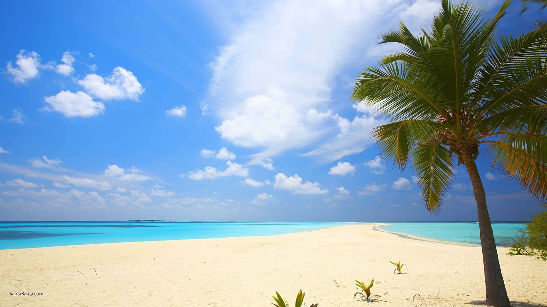 Cute Summer, white sand beach, palm tree, Full HD Desktop Wallpaper